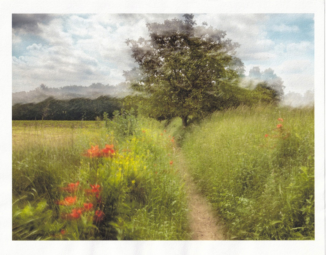 Etude de coquelicots à Auvers