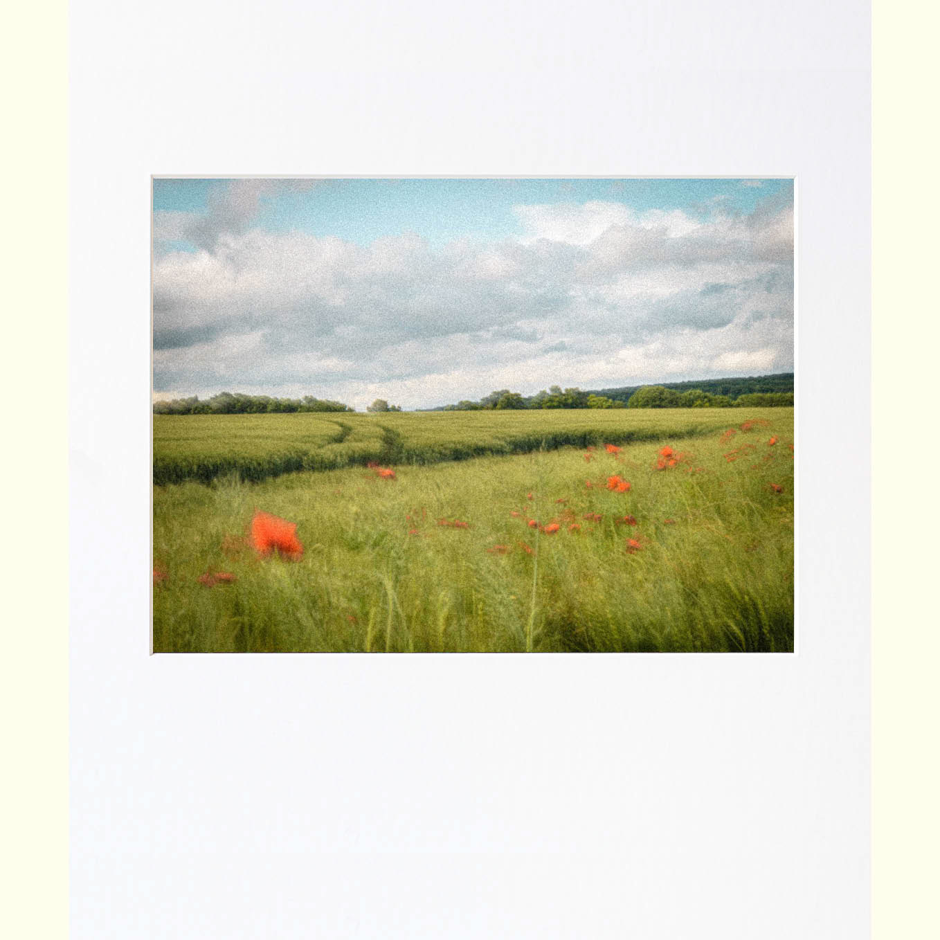 Etude de coquelicots