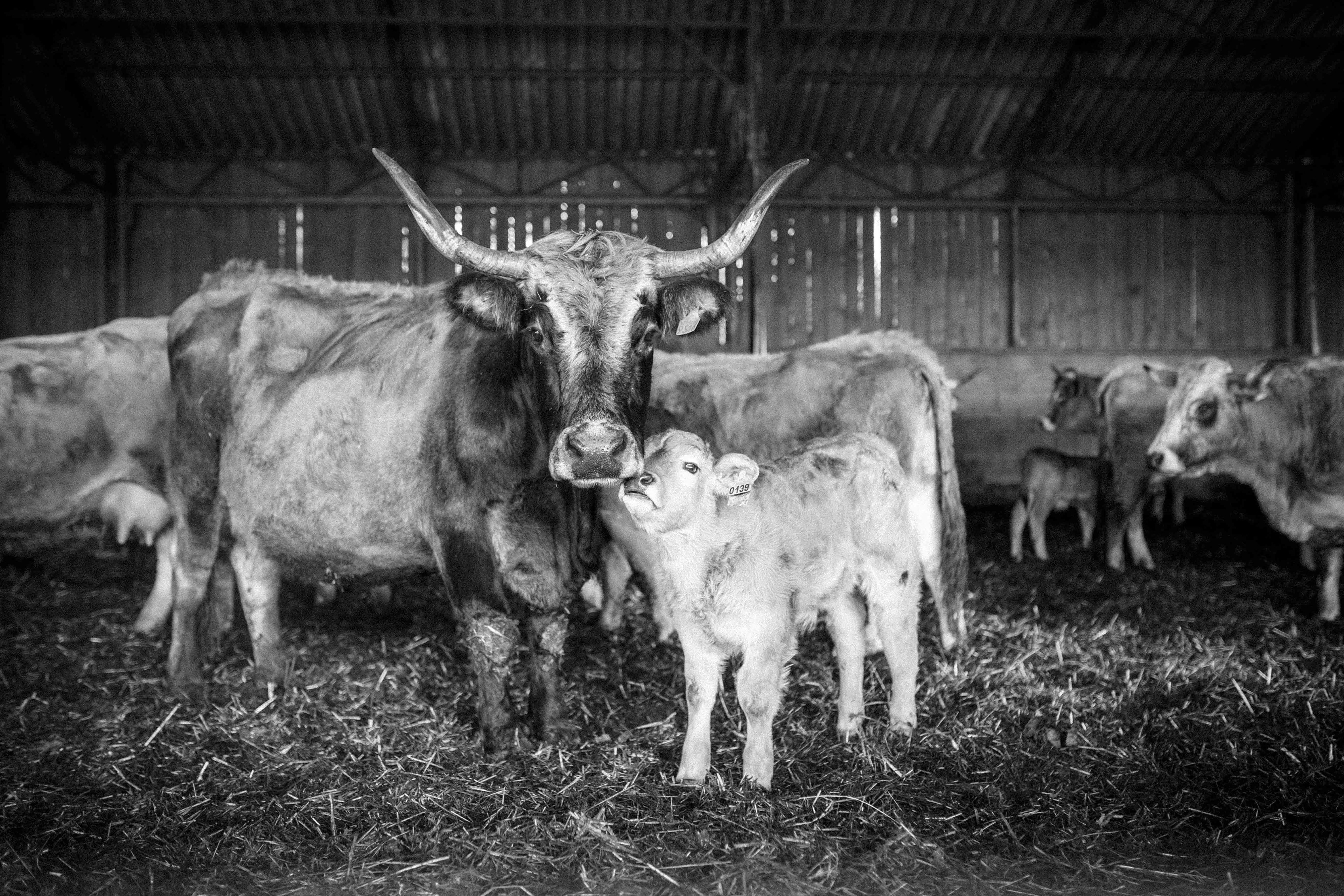 Un peu de love - 2026