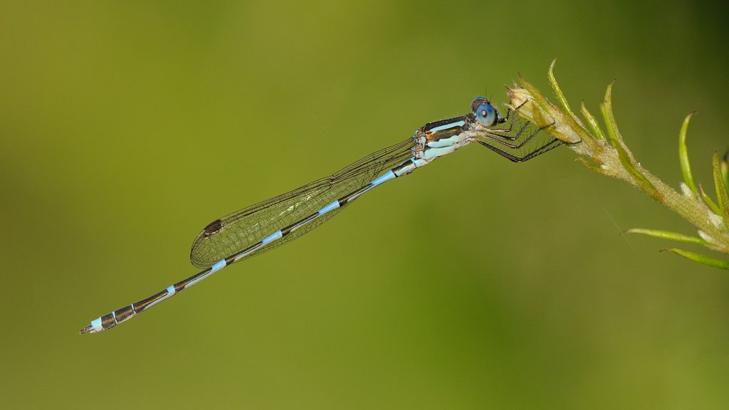 Damselfly, NSW