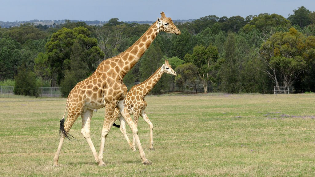 Giraffes, Western Plains Zoo, Dubbo, NSW
