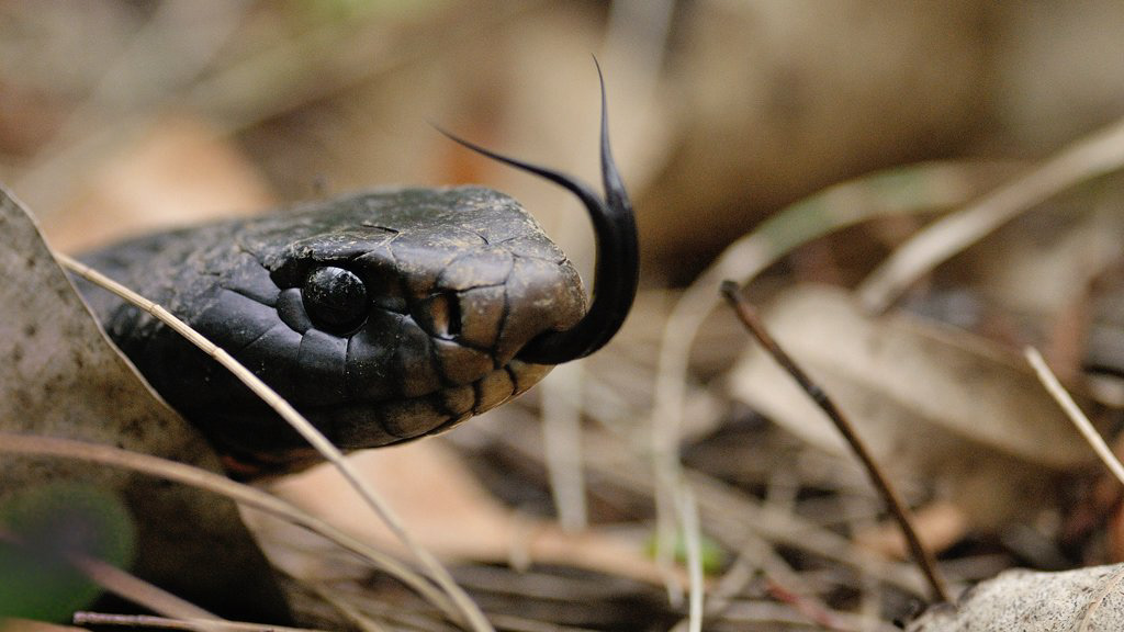 Red Belly Black Snake, Cattai National Park, NSW.