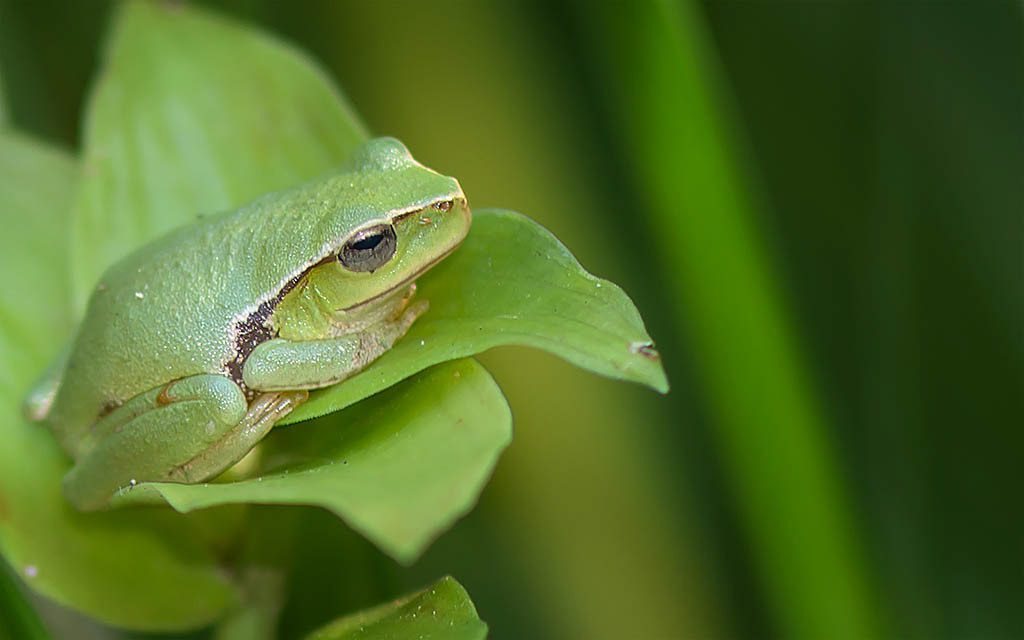 Southern leaf green tree frog, Hunt's Creek, Carlingfrod, NSW.