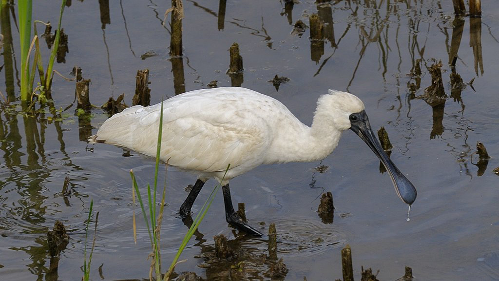 Spoonbill, The Ponds, NSW,