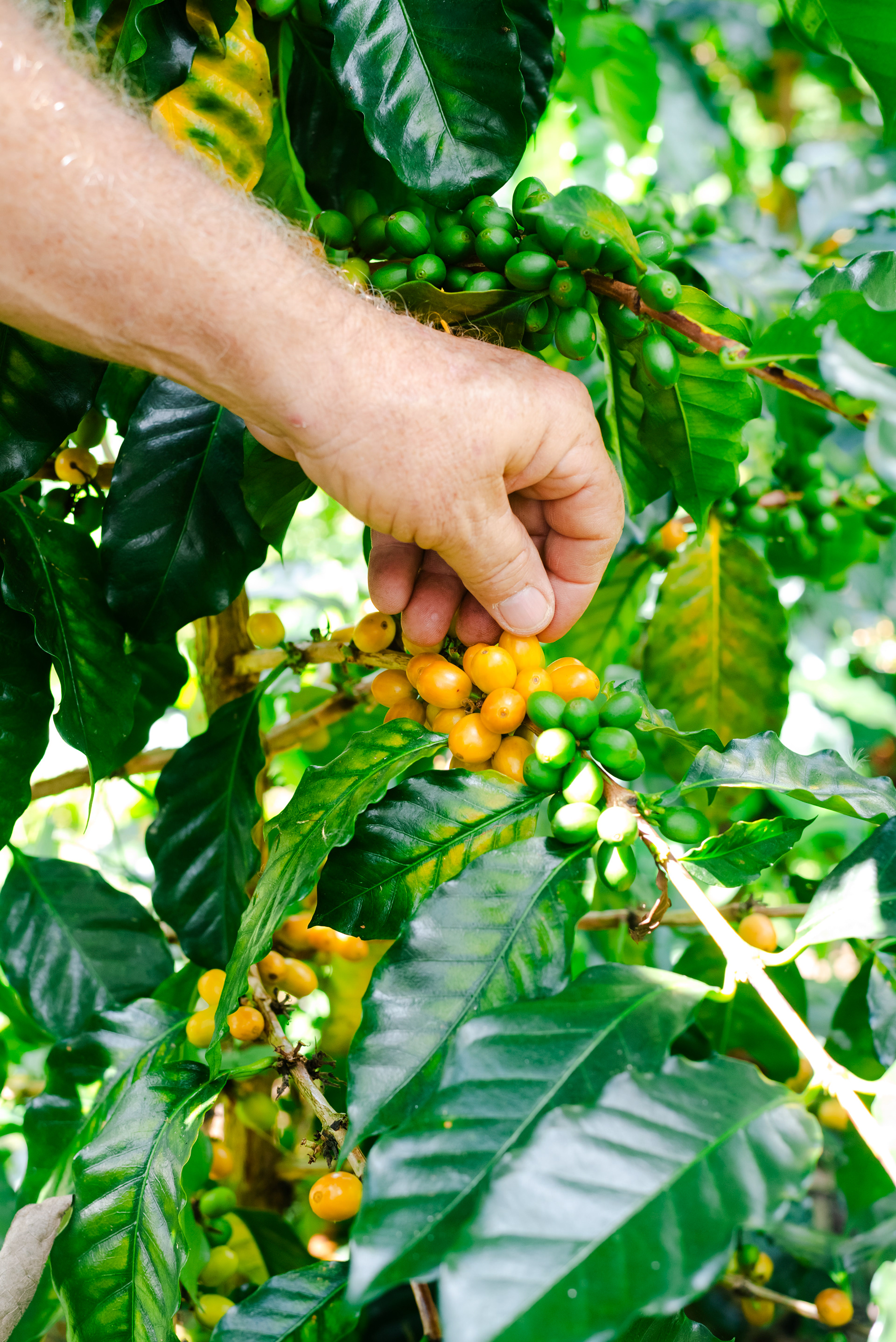 Fotos para el Café de especialidad 'La Cabra Loca' (COL)