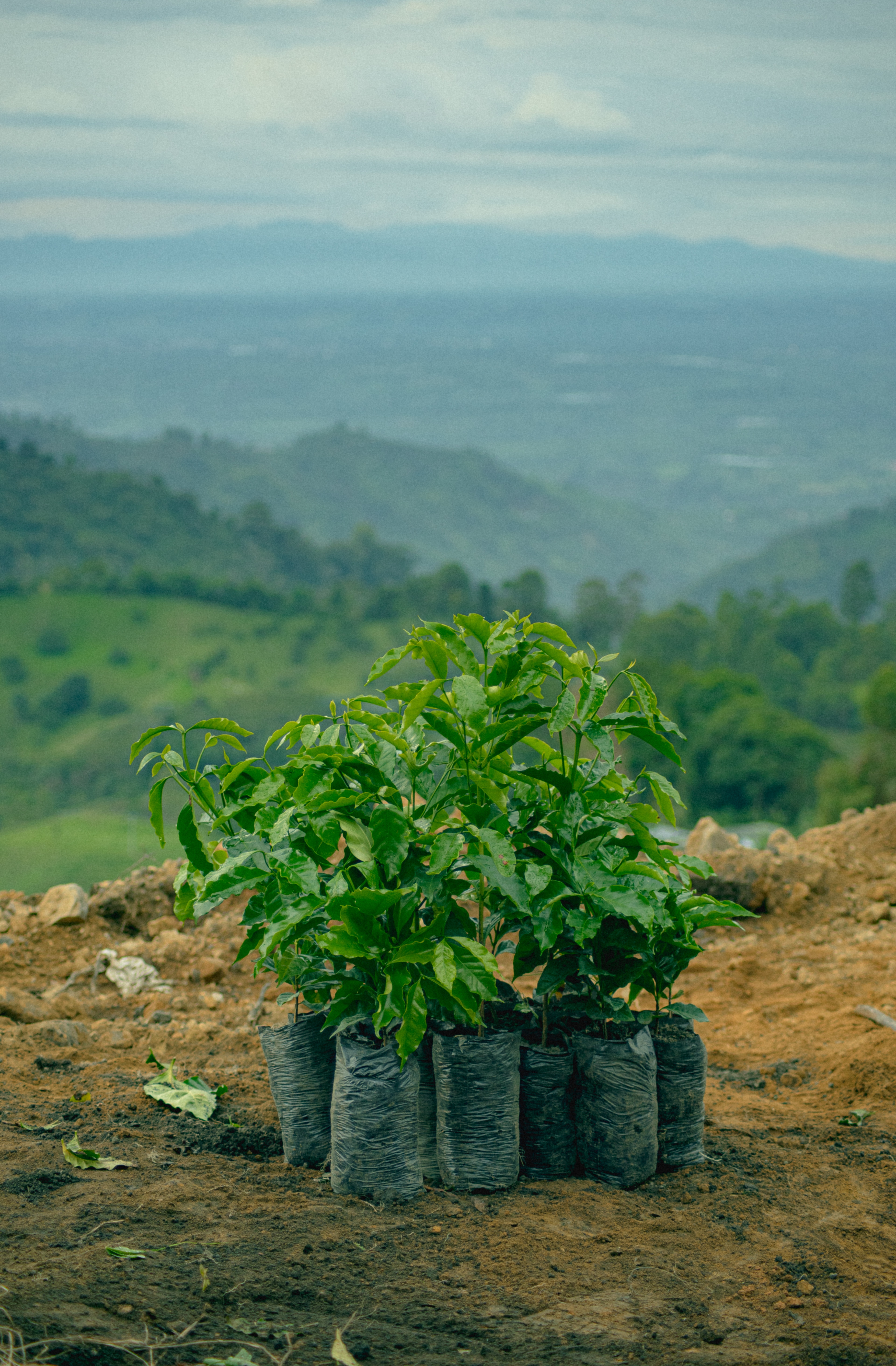 Fotos para 'Cofinet' y su proyecto 'Good Coffee Doing Good',
