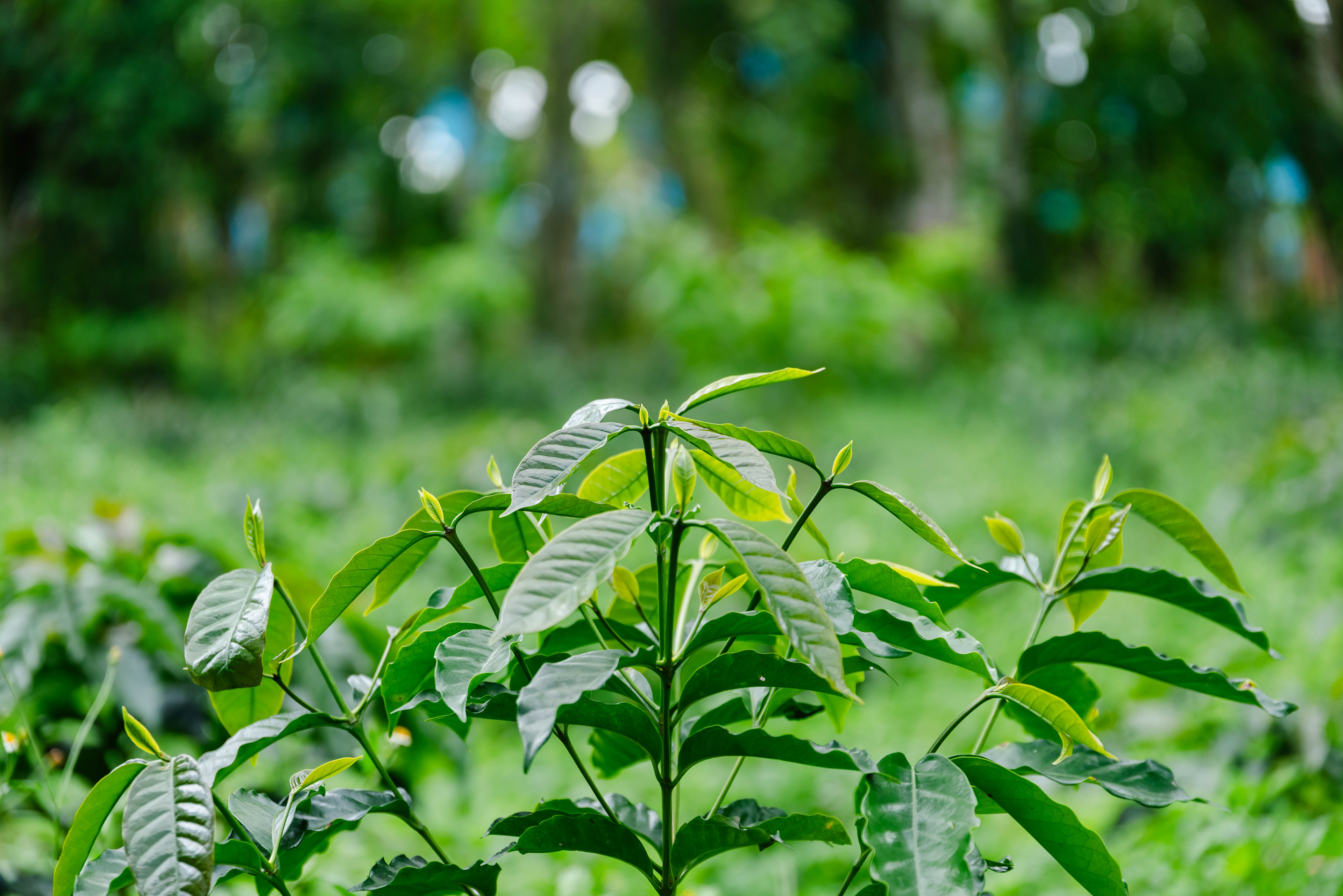 Fotos para el Café de especialidad 'La Cabra Loca' (COL)