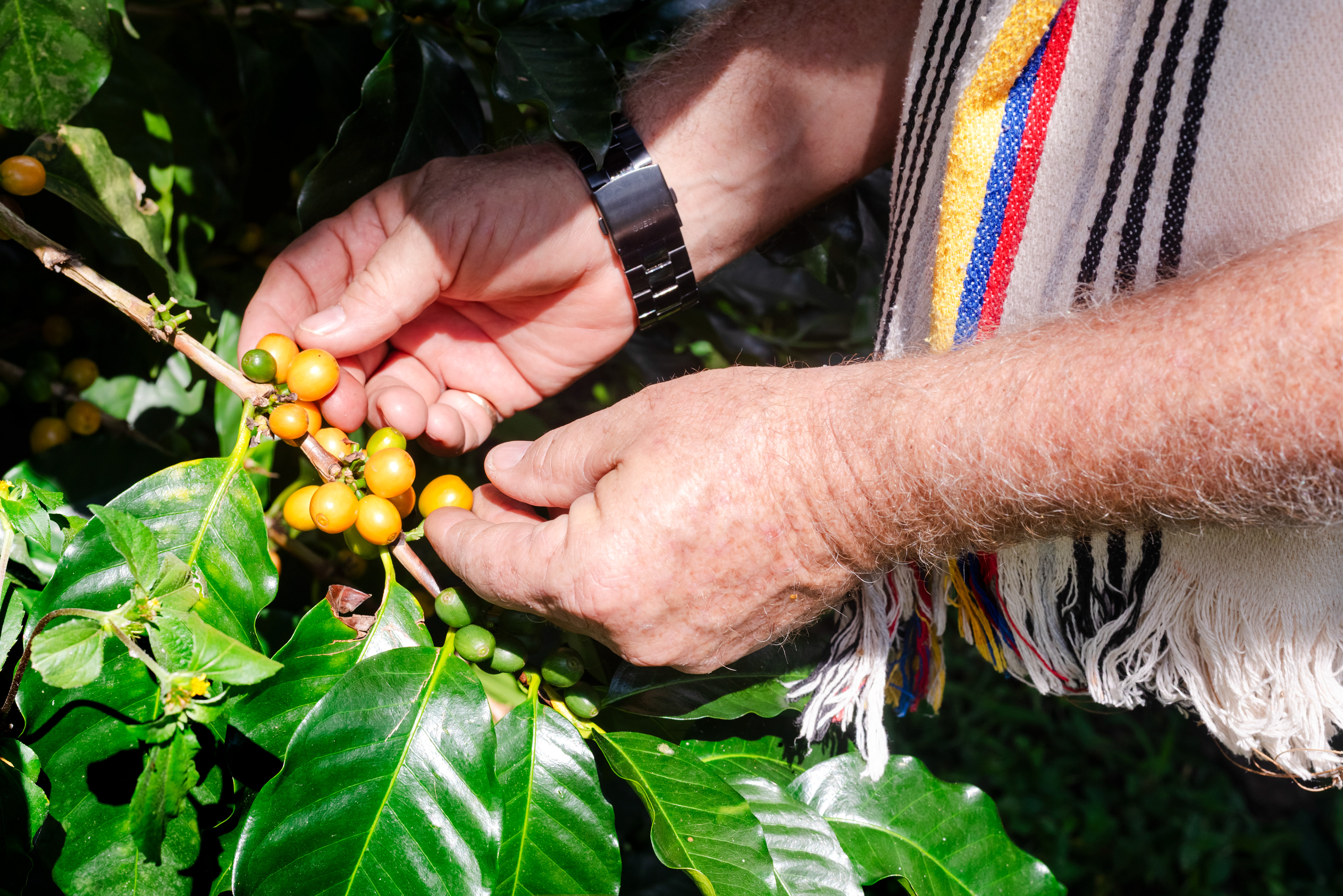 Fotos para el Café de especialidad 'La Cabra Loca' (COL)