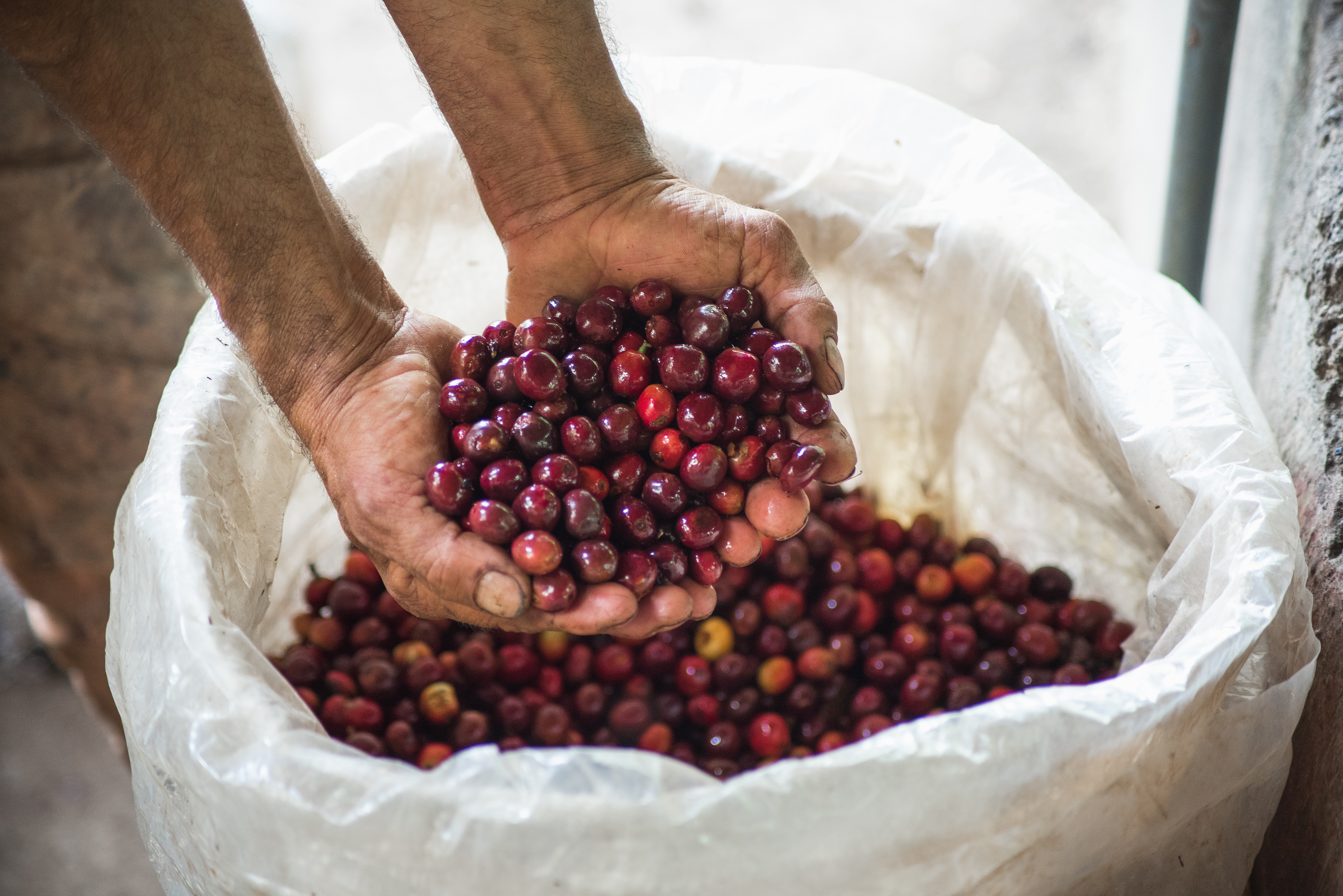 Fotos para 'Cofinet' y su proyecto 'Good Coffee Doing Good',