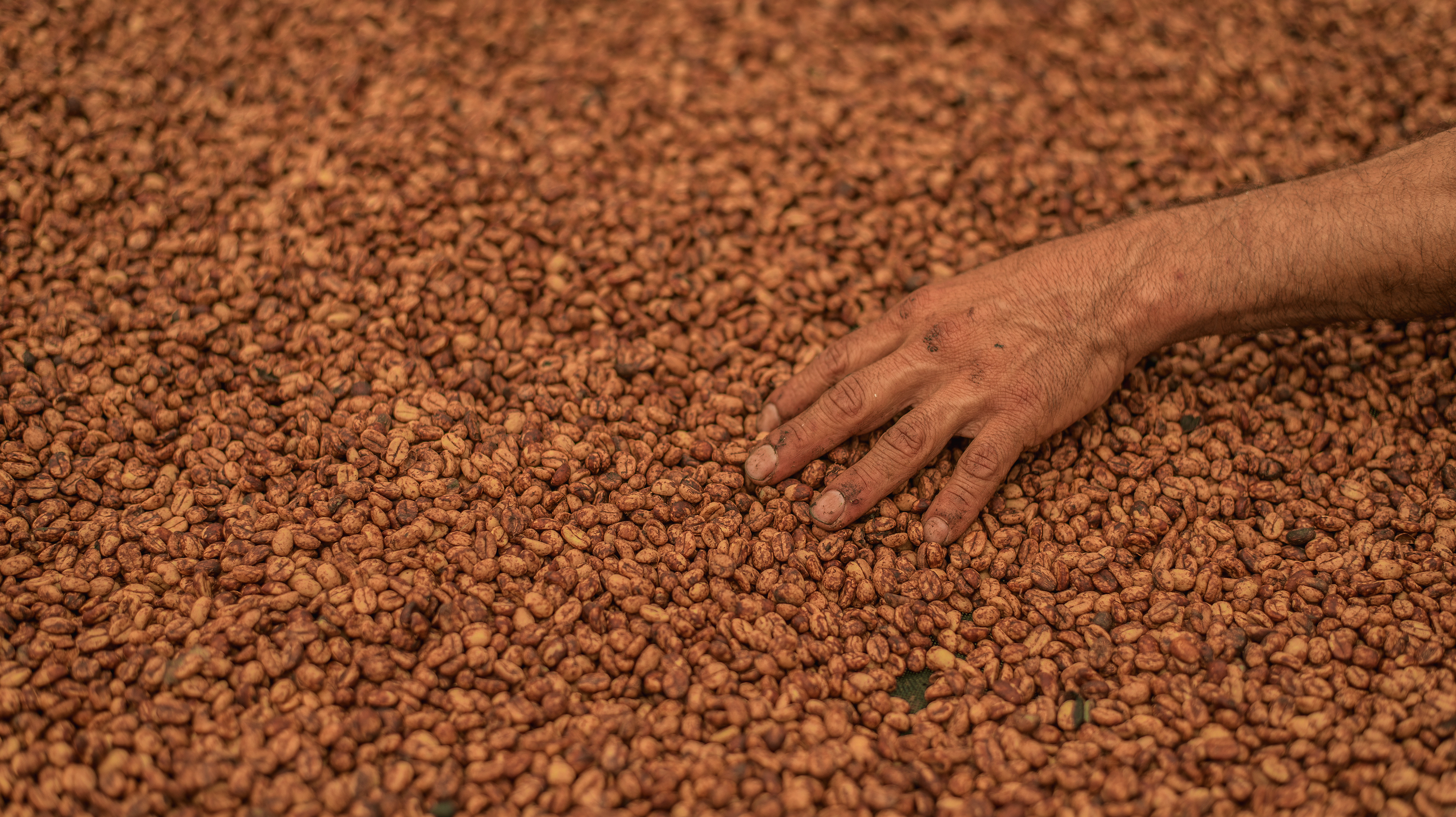 Fotos para 'Cofinet' y su proyecto 'Good Coffee Doing Good',