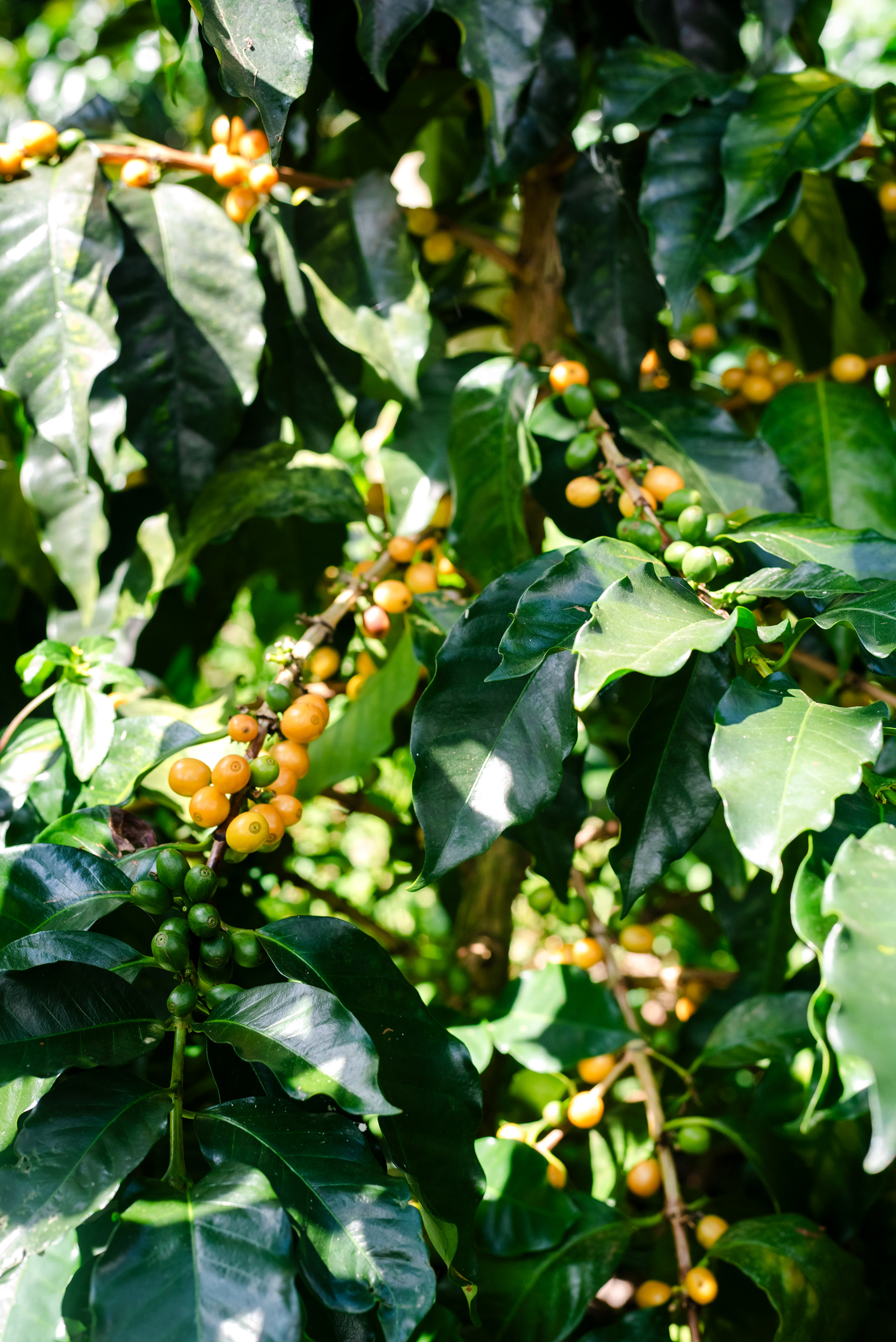 Fotos para el Café de especialidad 'La Cabra Loca' (COL)