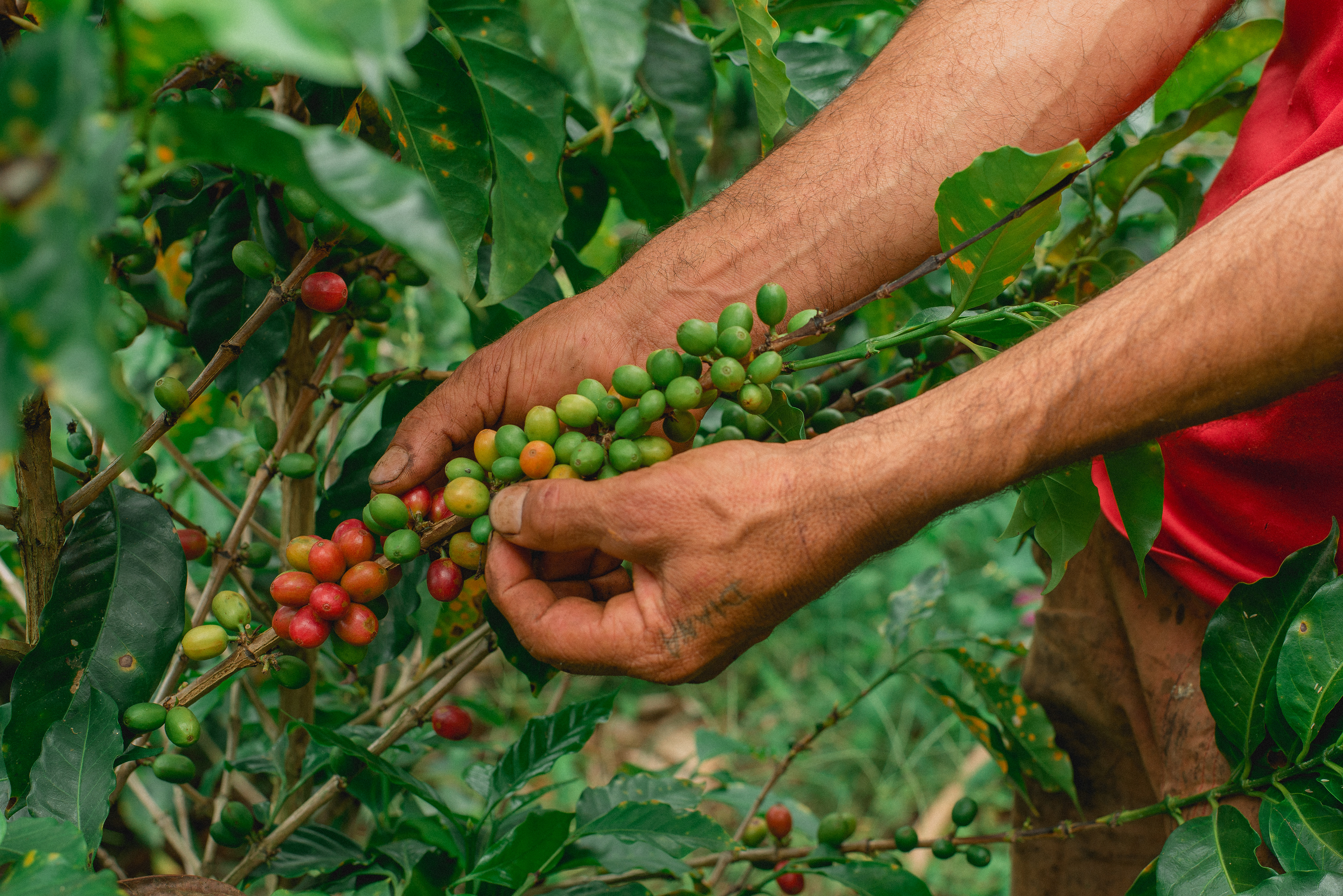 Fotos para 'Cofinet' y su proyecto 'Good Coffee Doing Good',