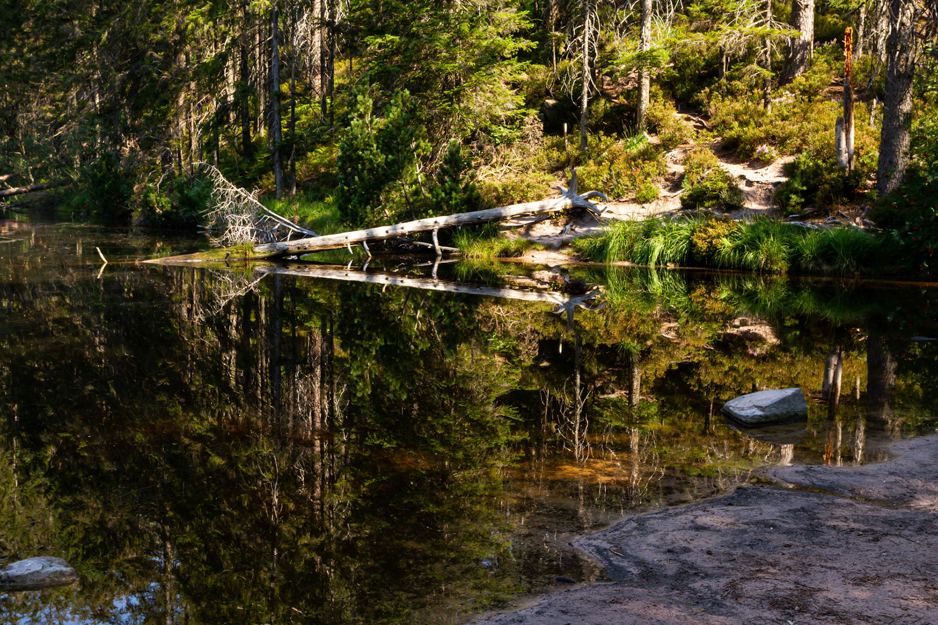 Wildsee