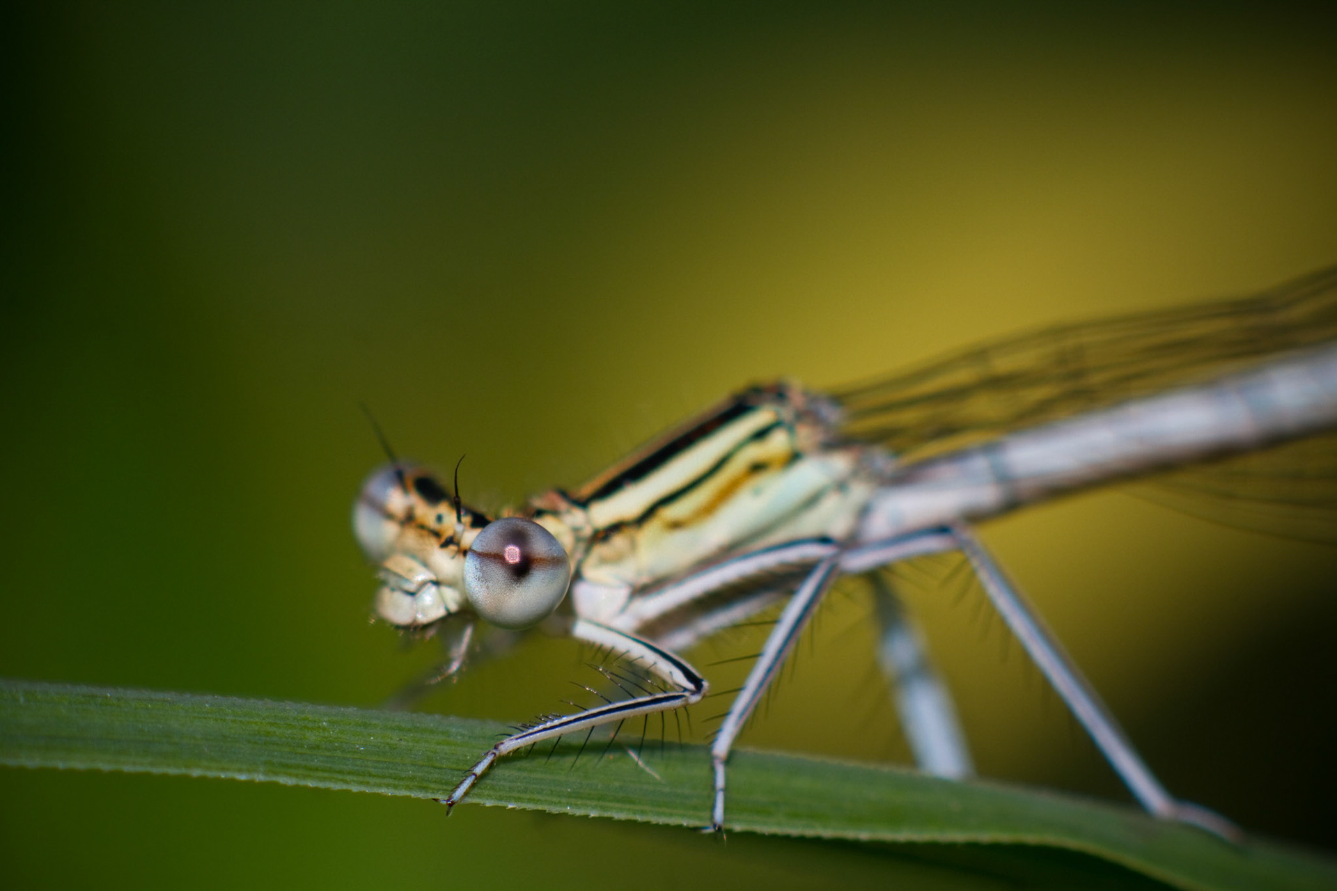 Blaue Federlibelle
