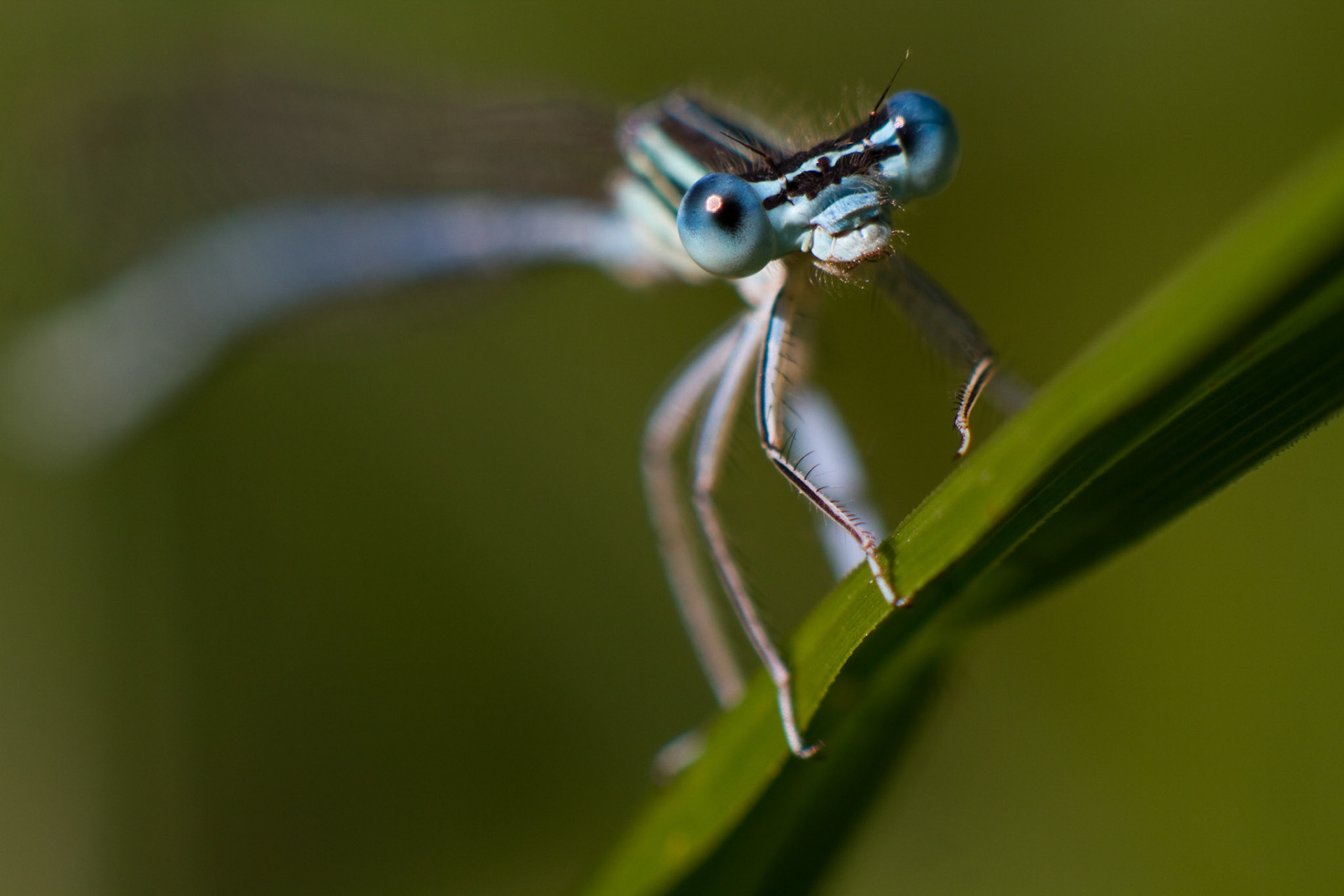 Blaue Federlibelle