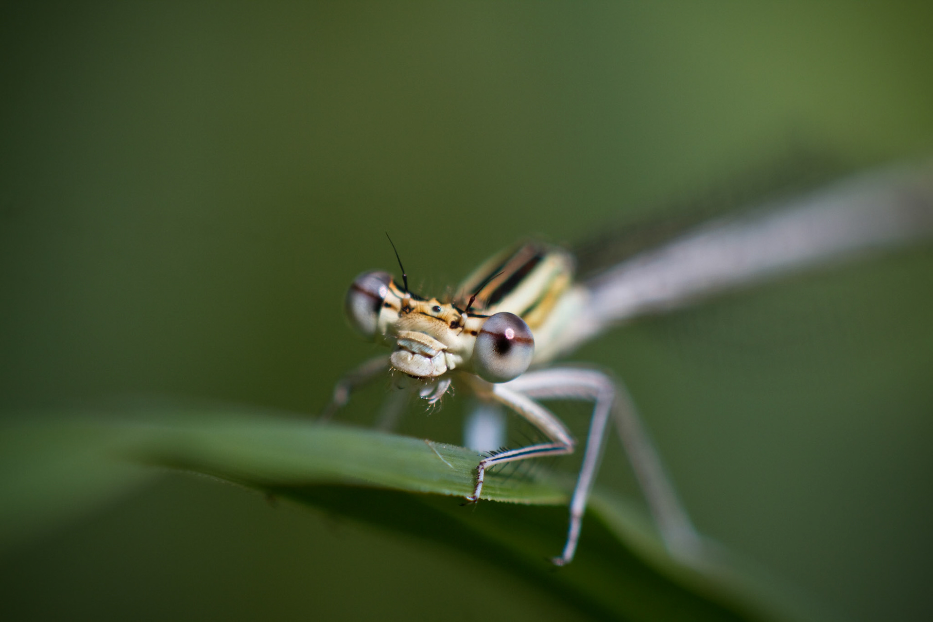 Blaue Federlibelle