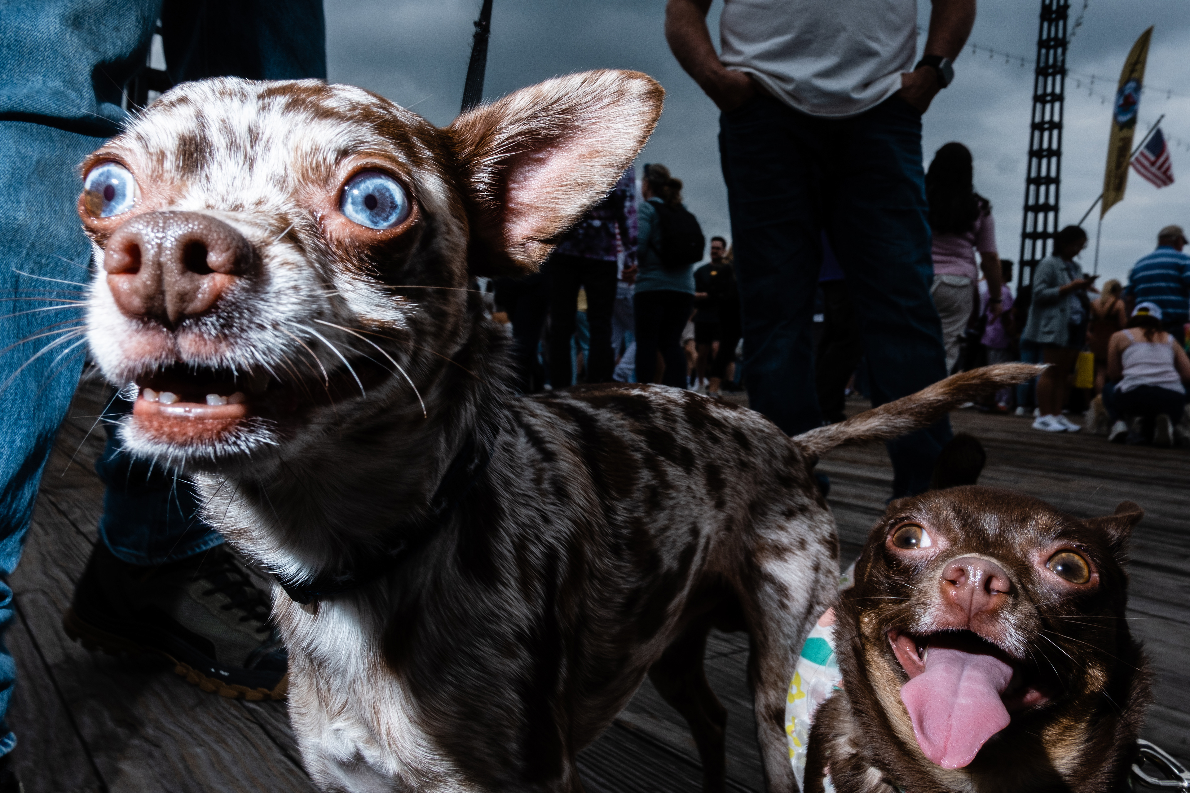 Participants in the Running of the Chihuahuas on the Wharf in Washington DC, 2024