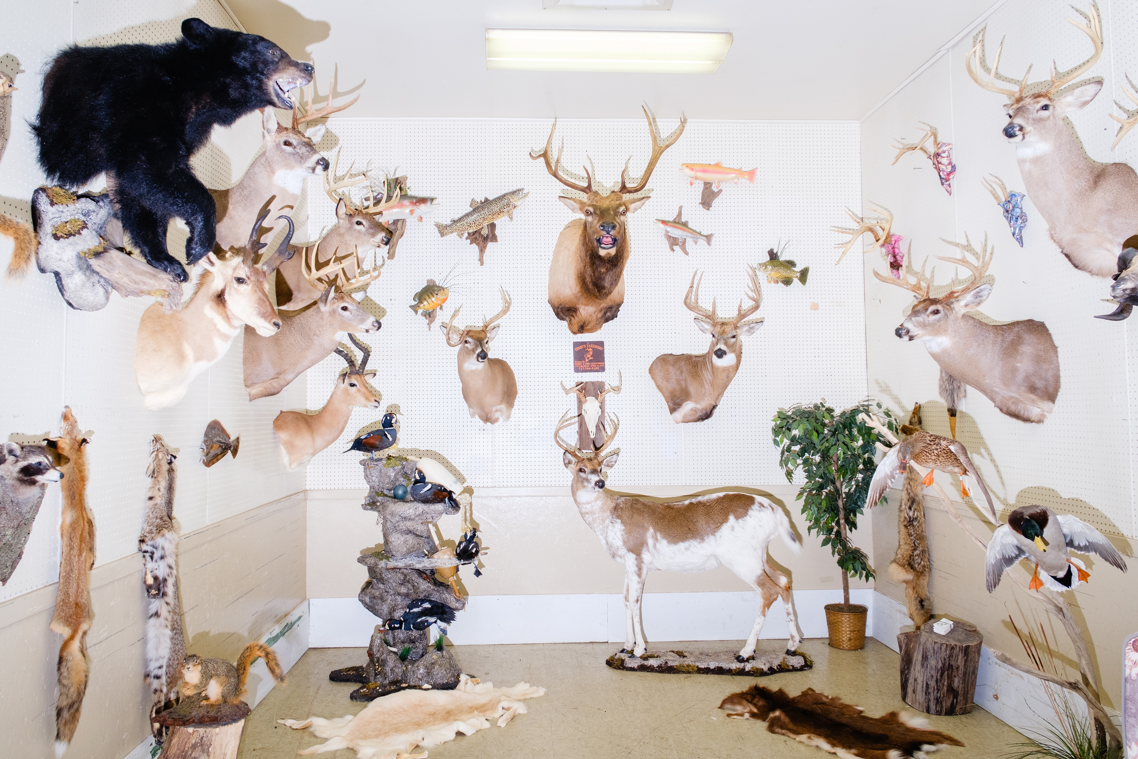 A display of taxidermy, York State Fair, PA, 2025