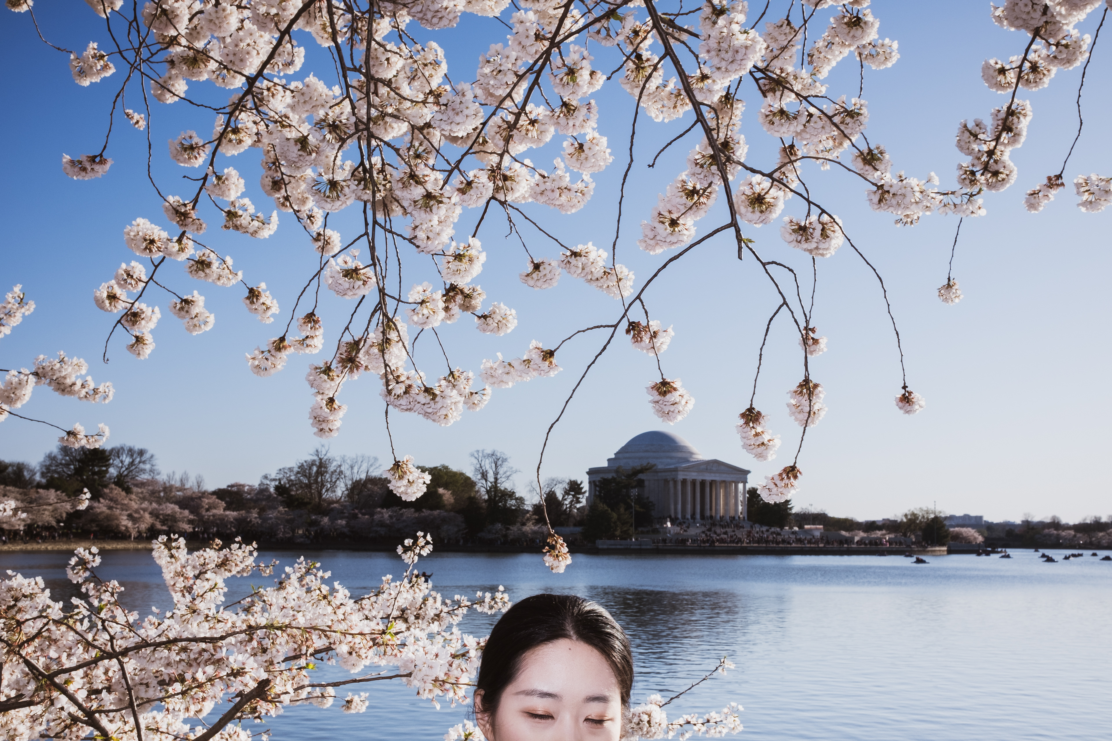 A view of the Tidal Basin and Jefferson Monument during cherry blossom season, Washington DC, 2024