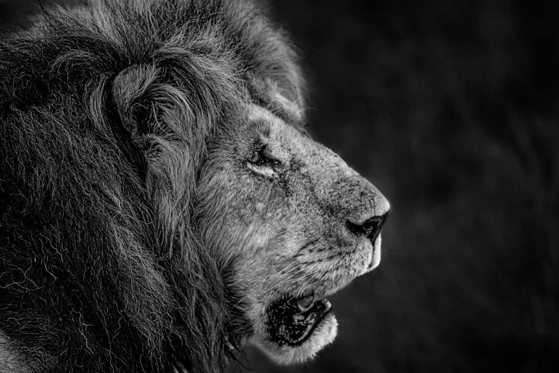 Lion