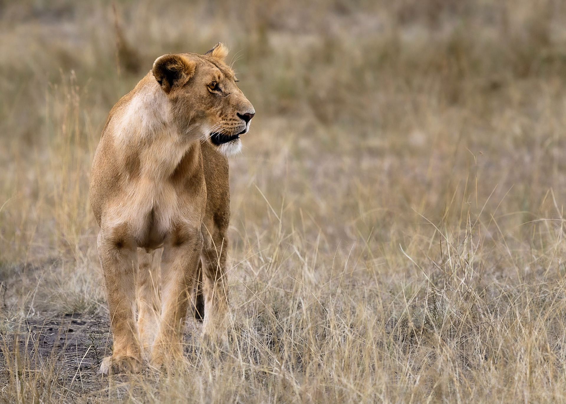 Lioness