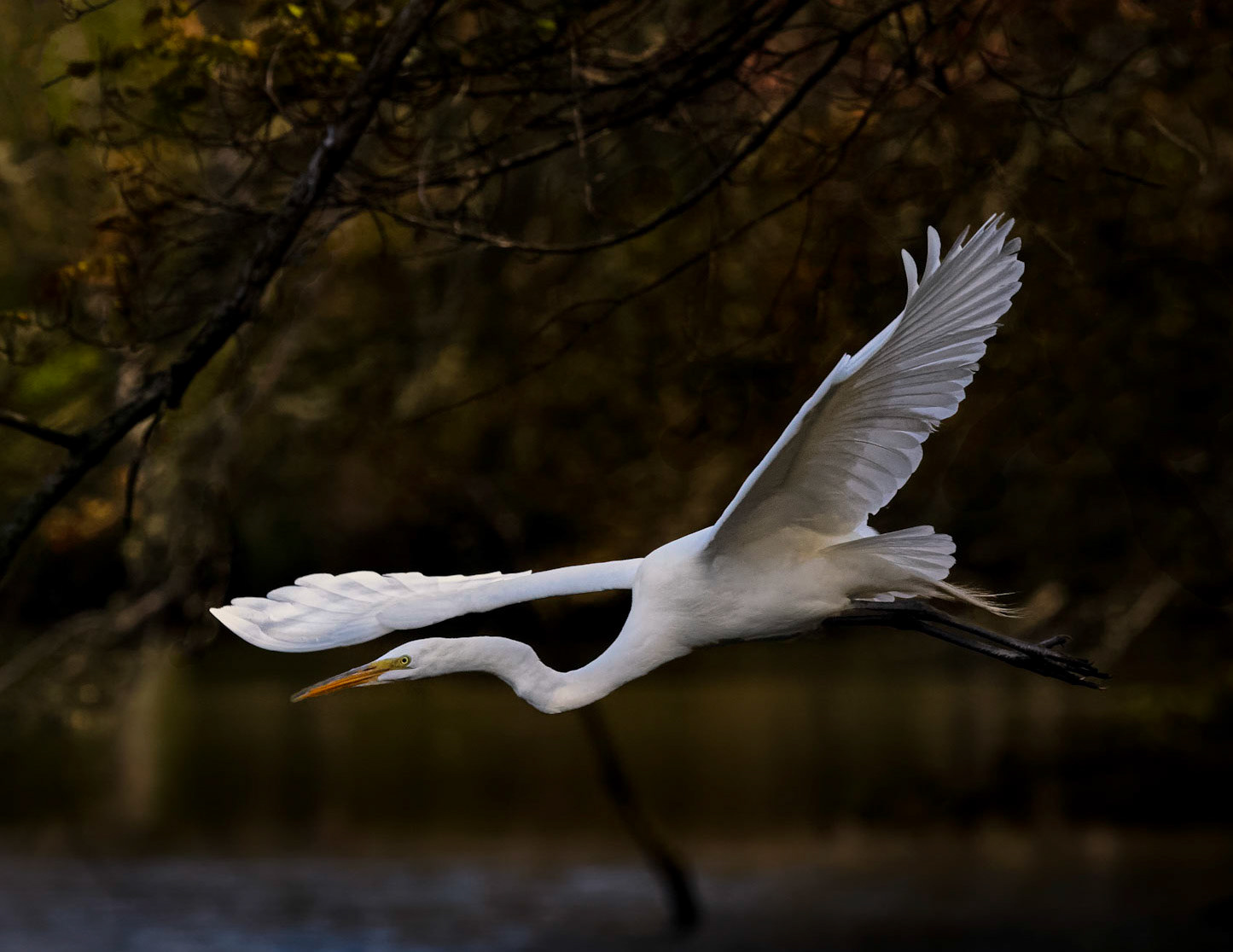 Great Egret
