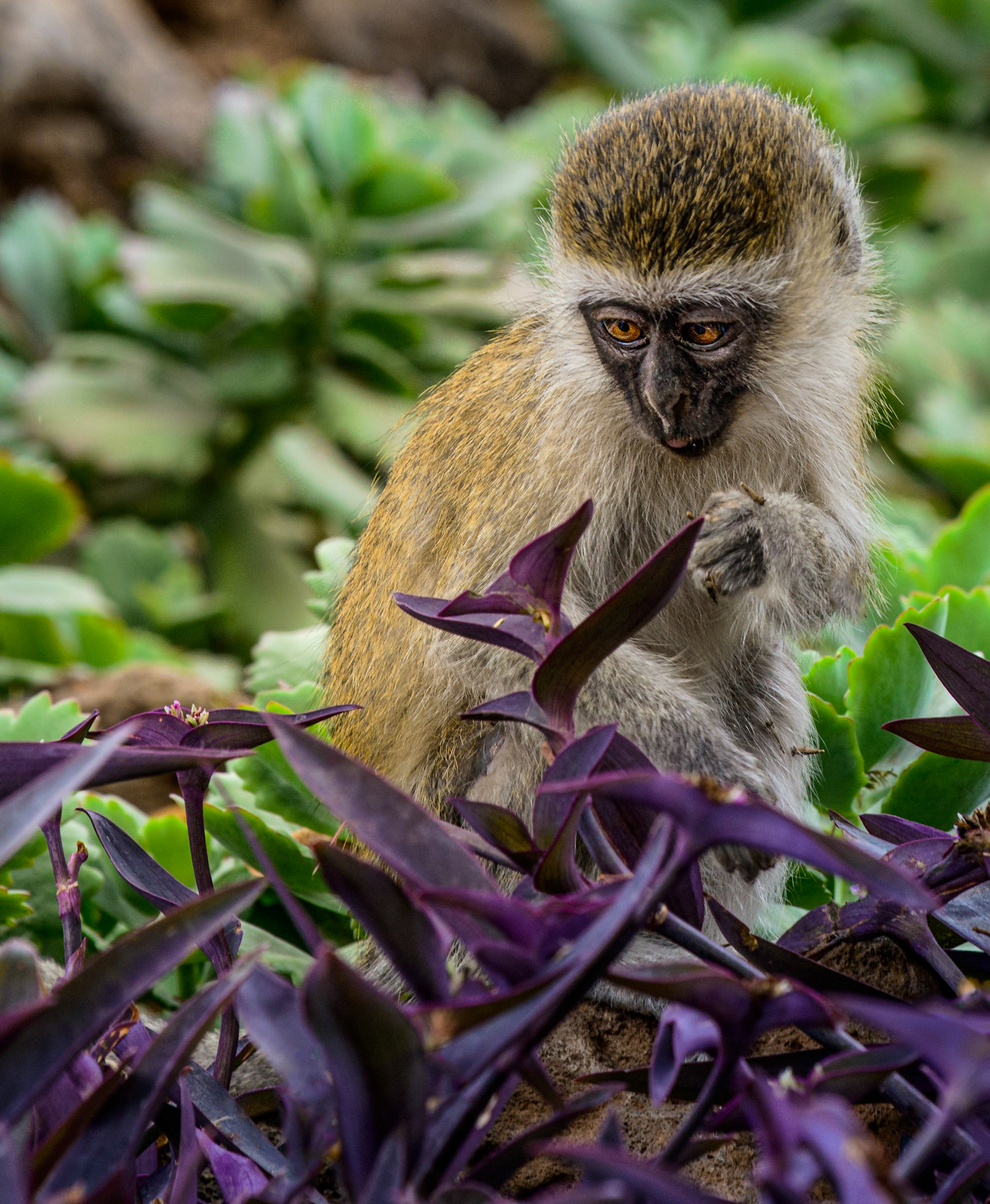 Vervet Monkey