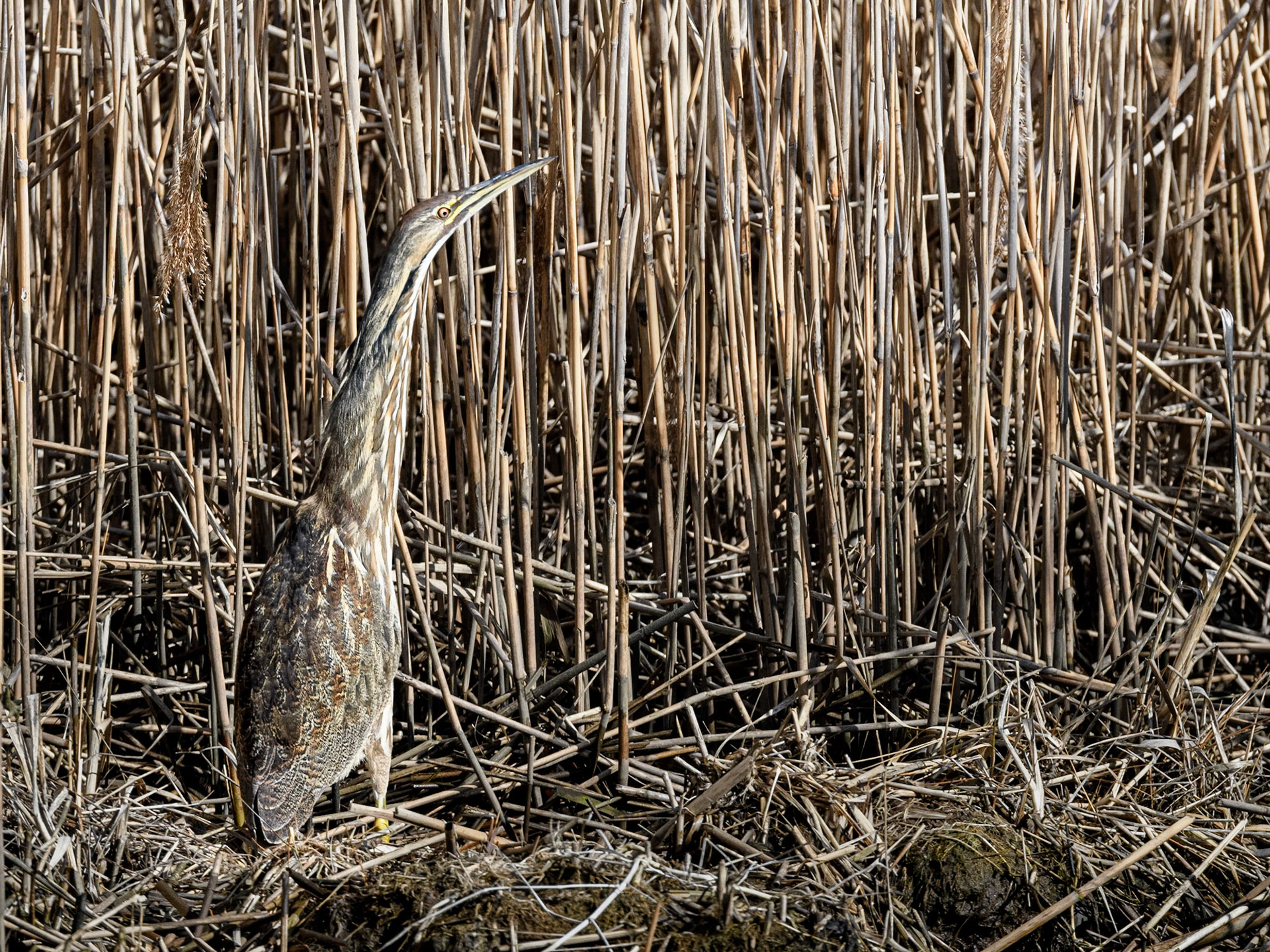 American Bittern