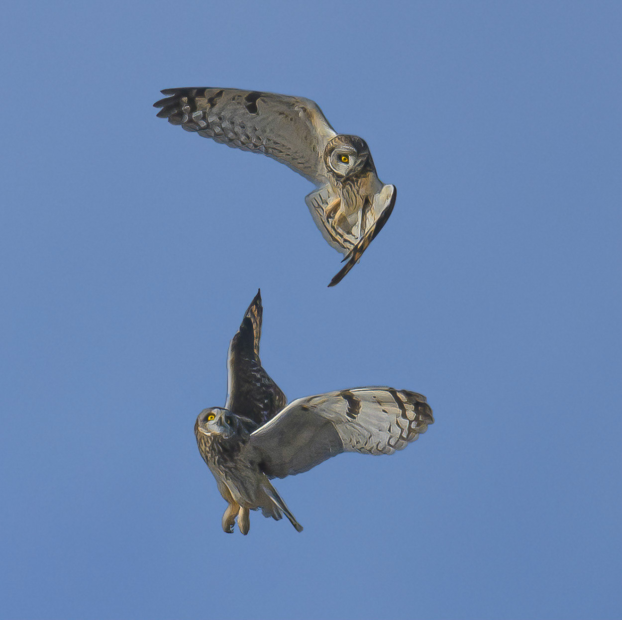 Short-eared Owls