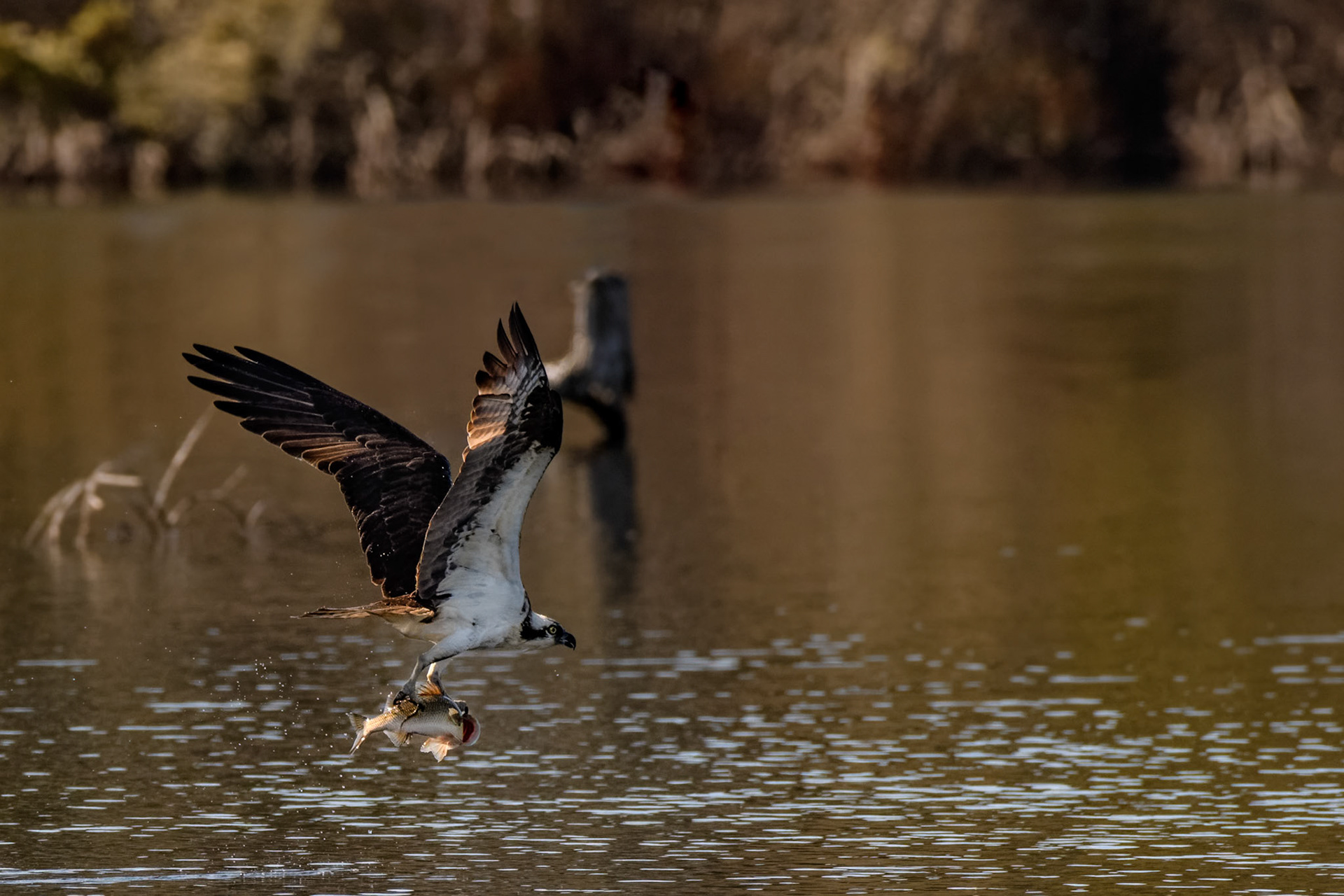 Osprey
