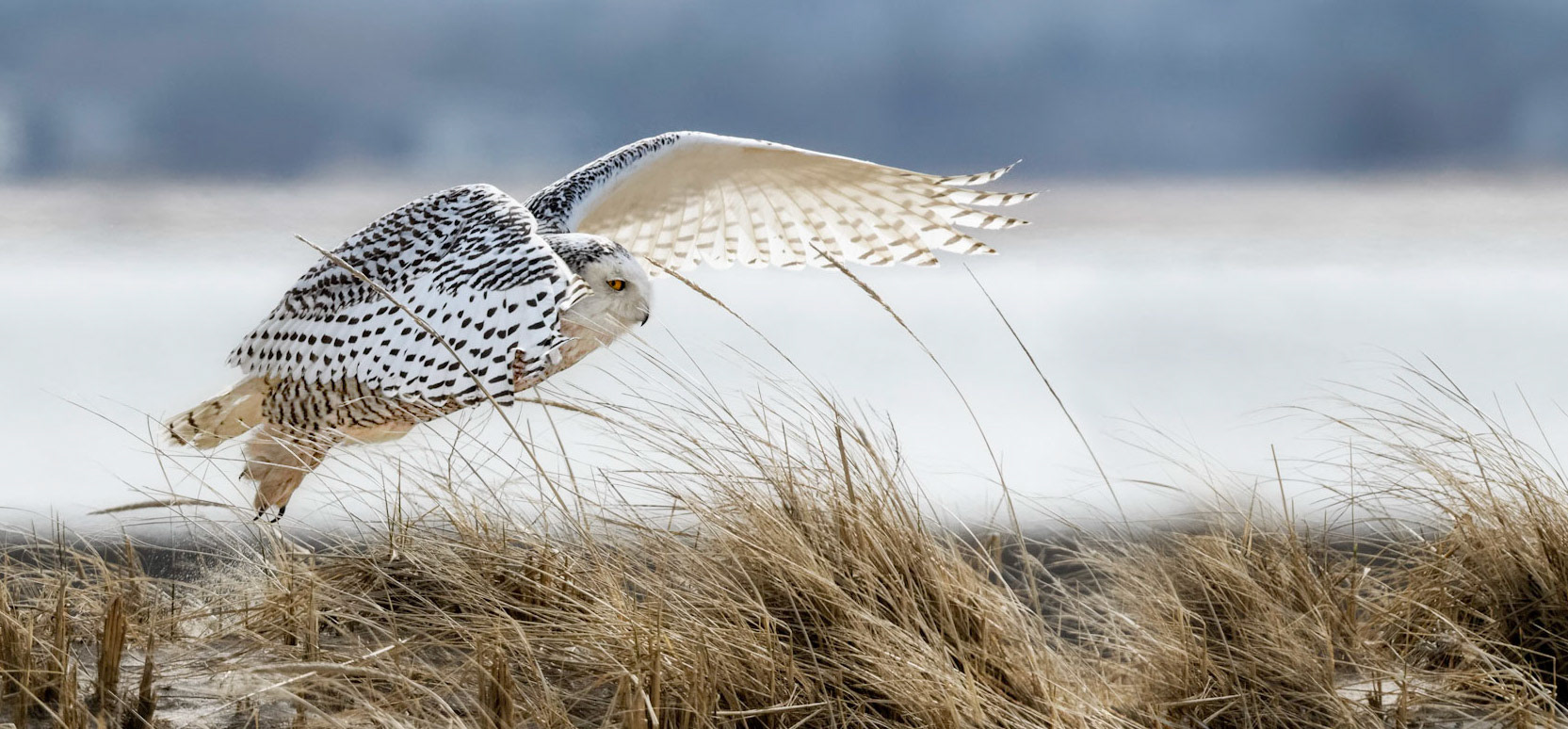 Snowy Owl