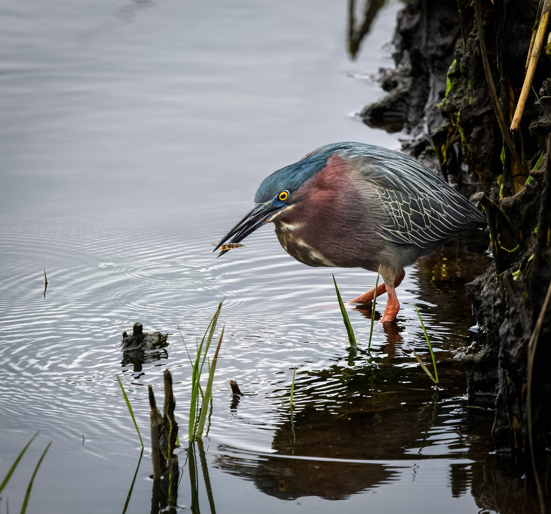Green Heron