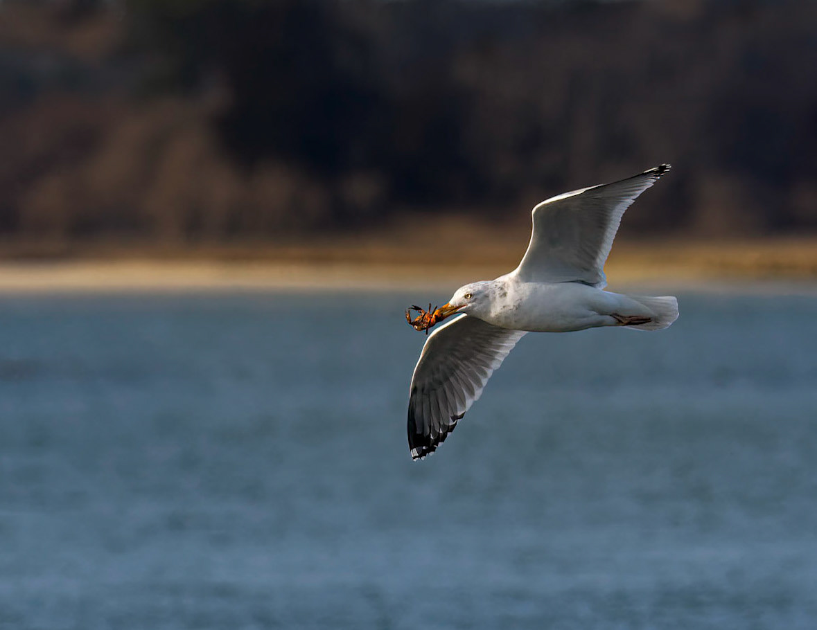 Gull