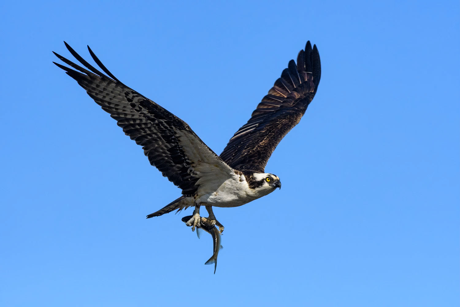 Osprey