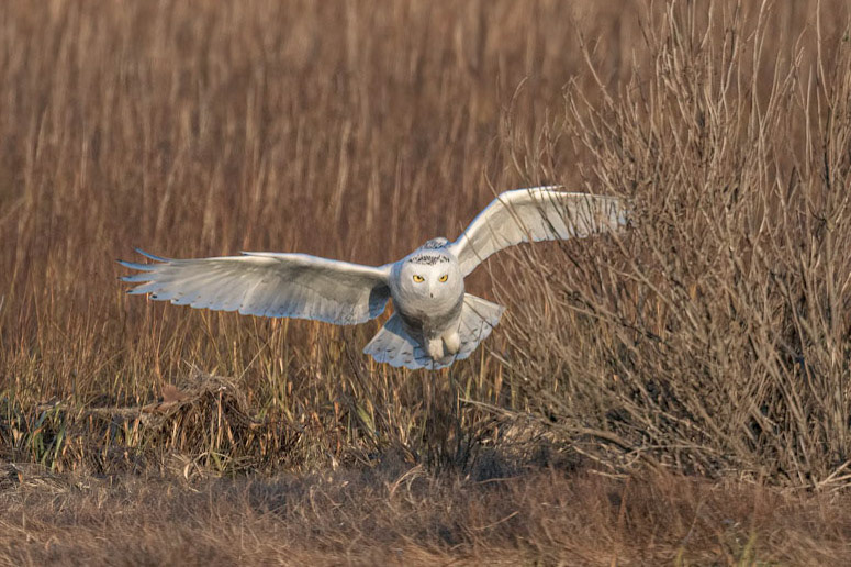 Snowy Owl