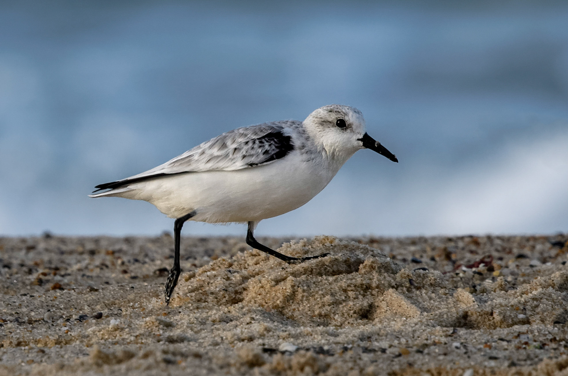 Sanderling