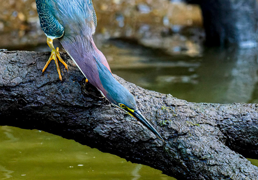 Green Heron