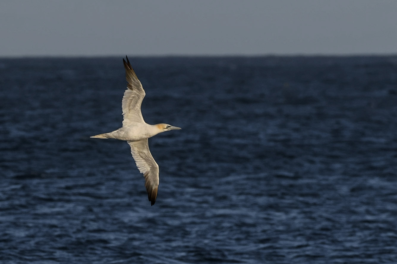 Northern Gannet