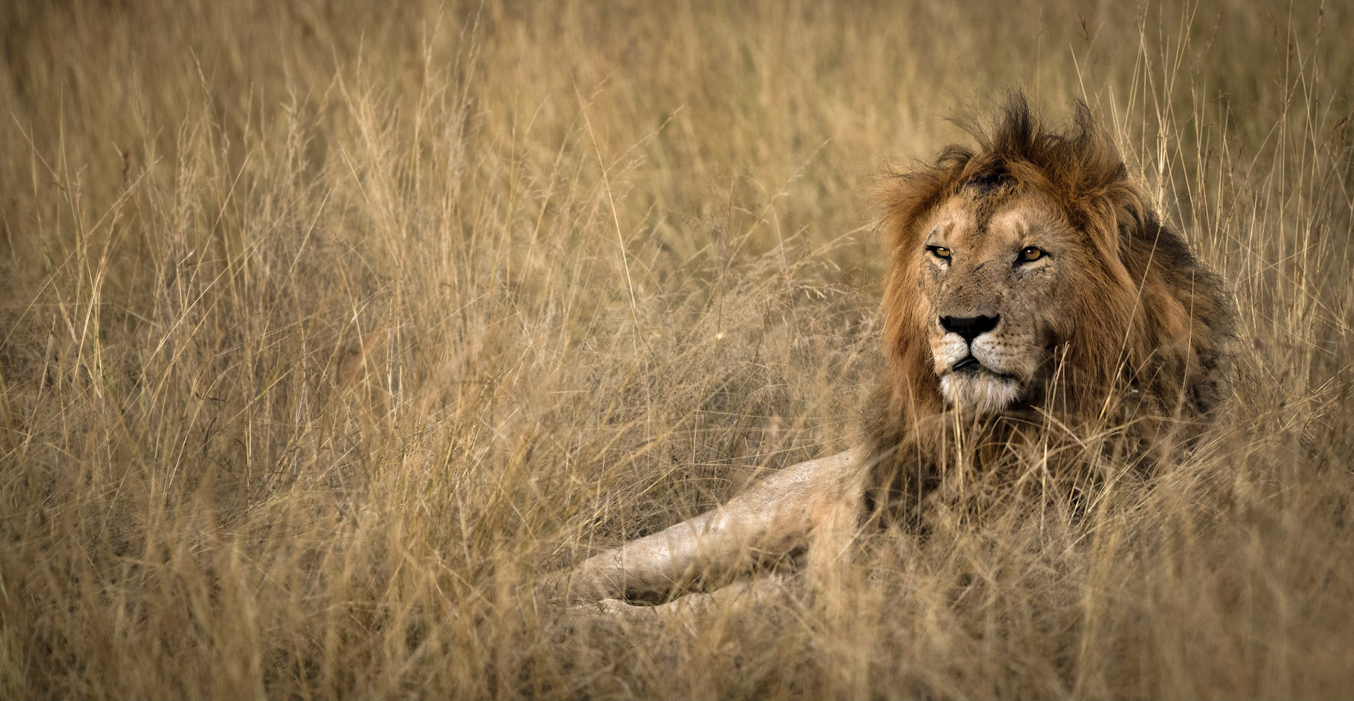 Lion