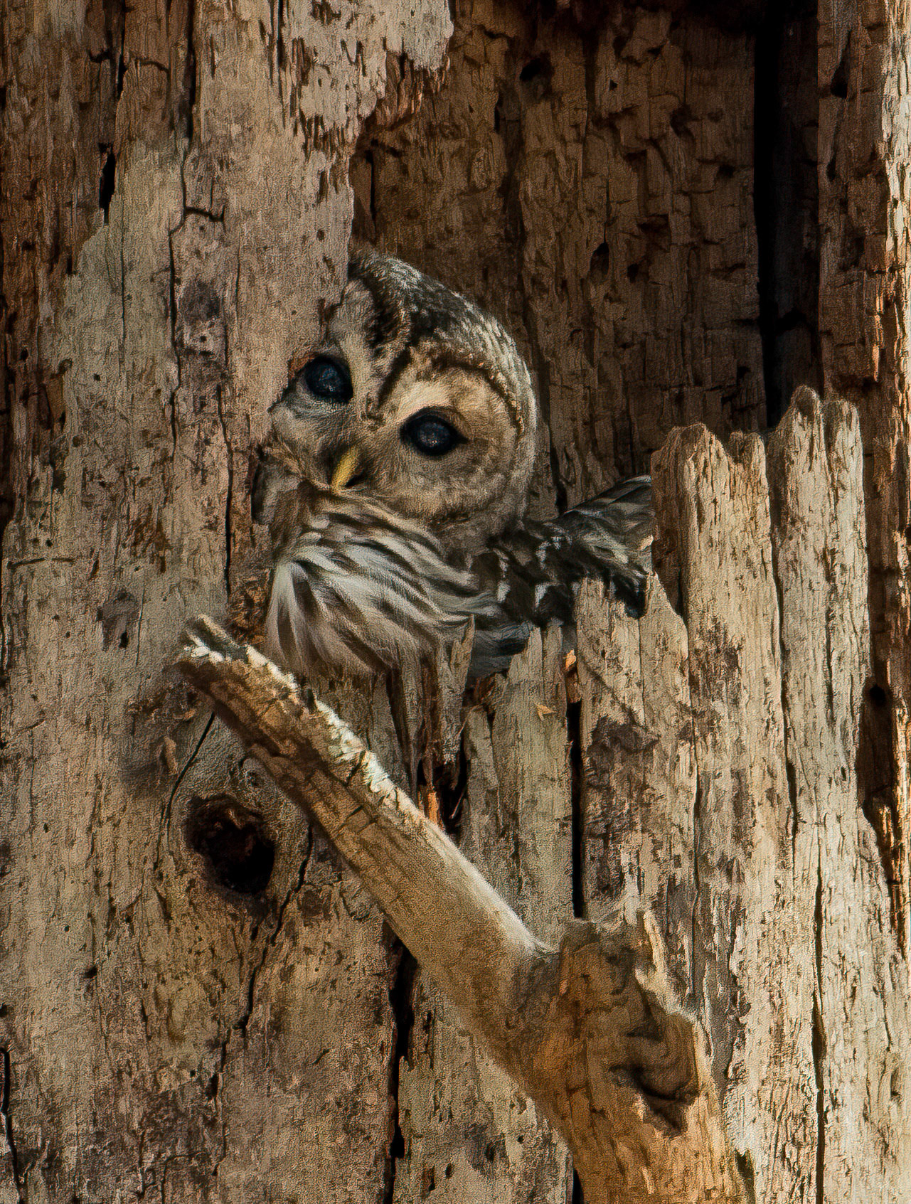 Barred Owl