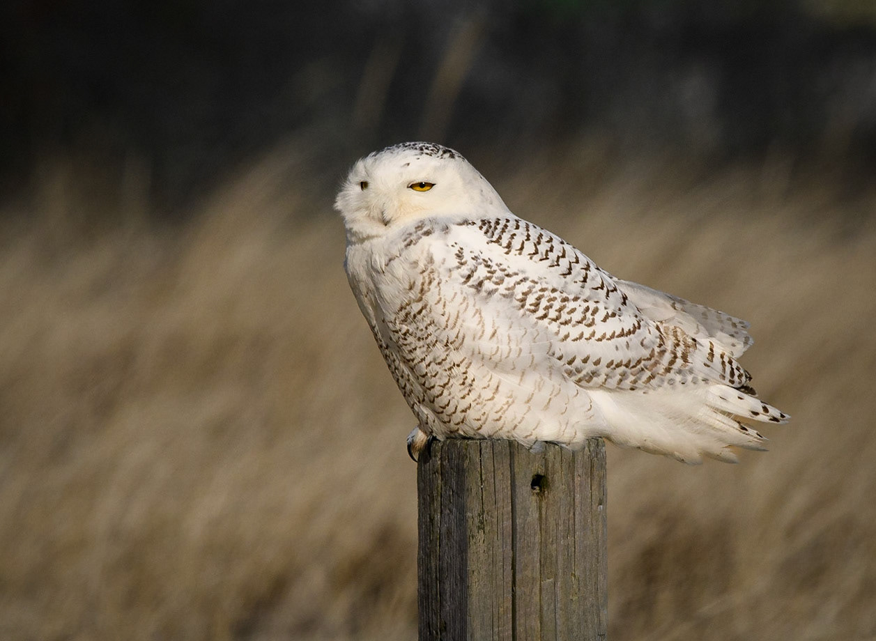 Snowy Owl