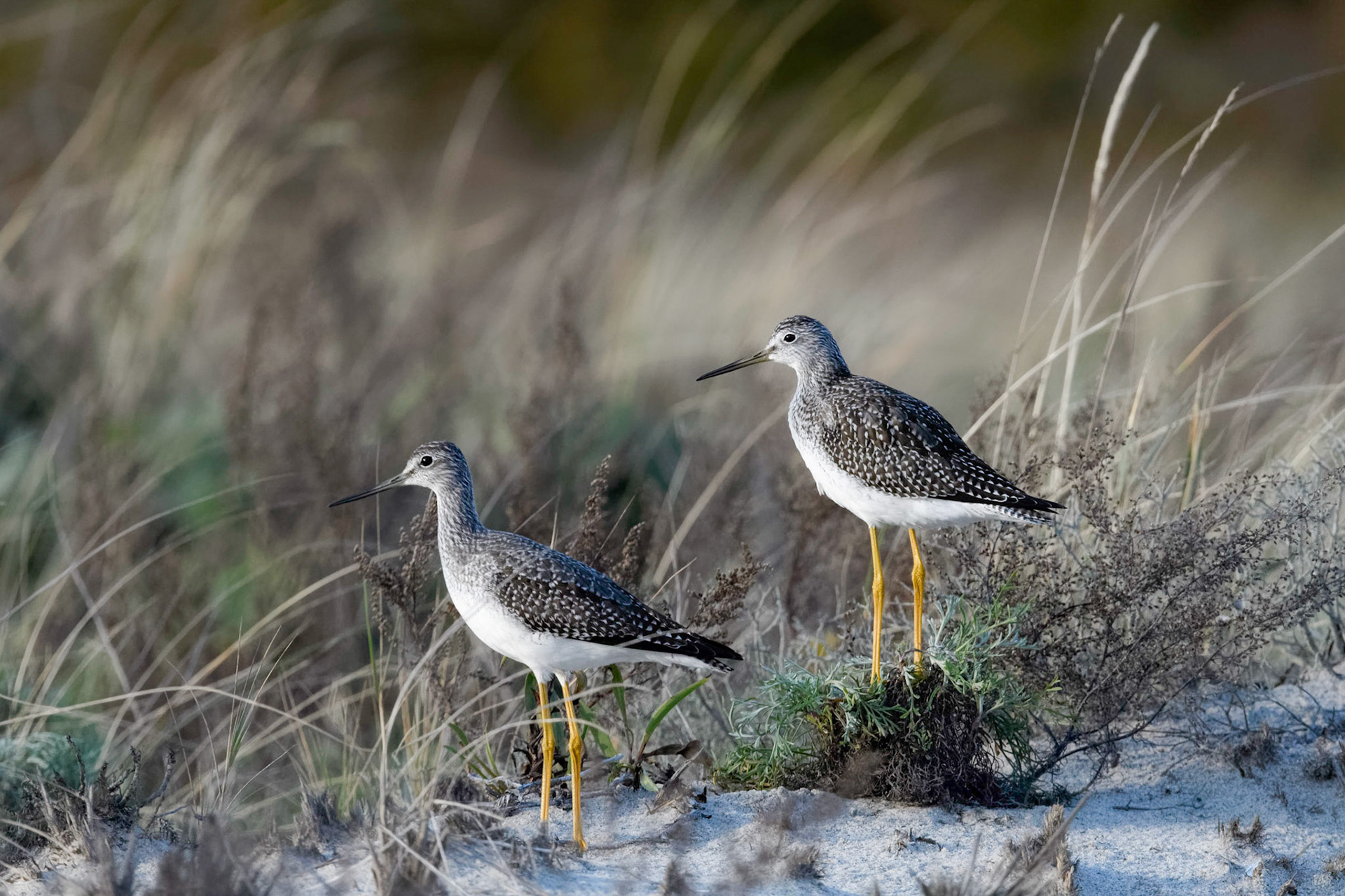 Greater Yellow Legs