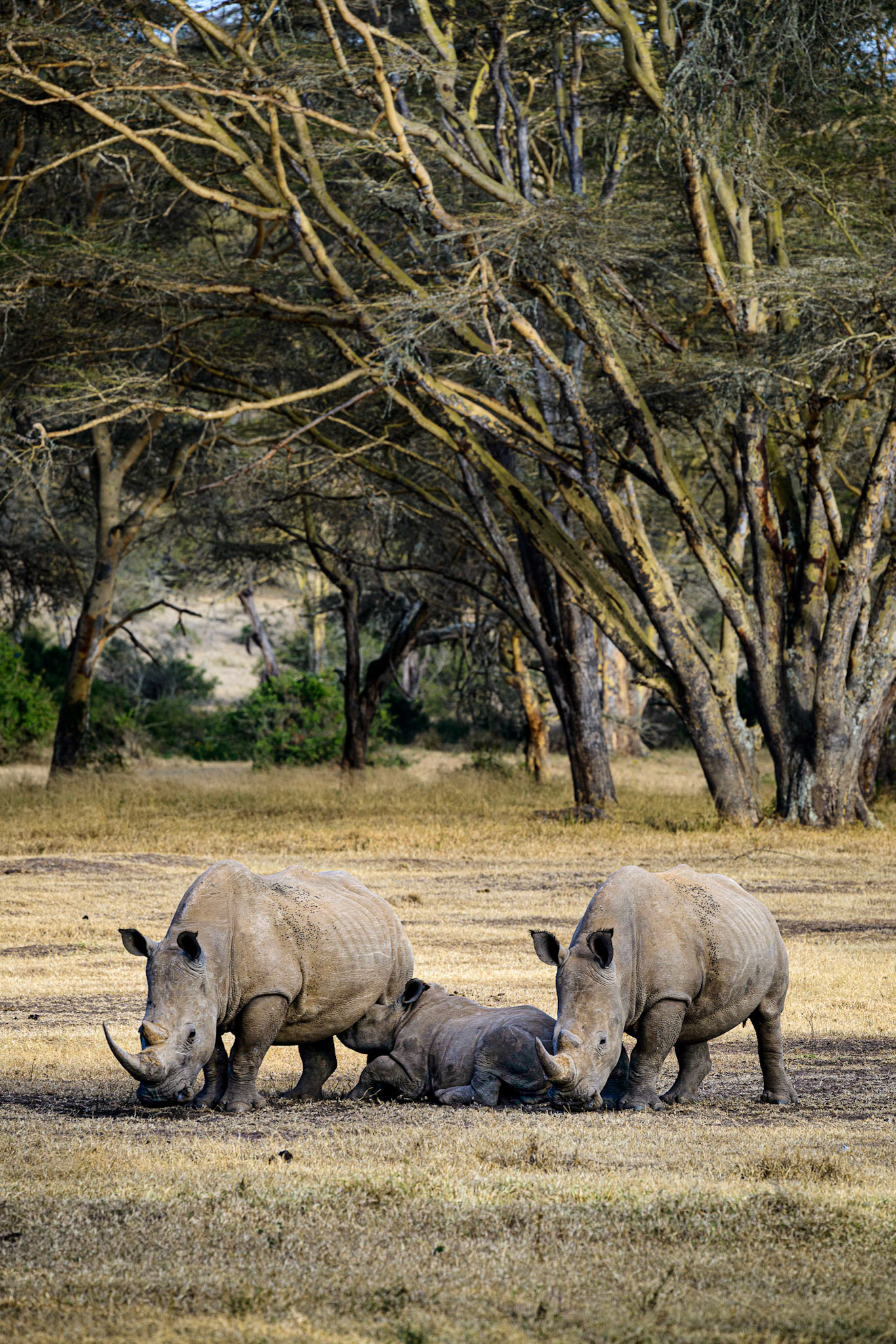 Rhino Family