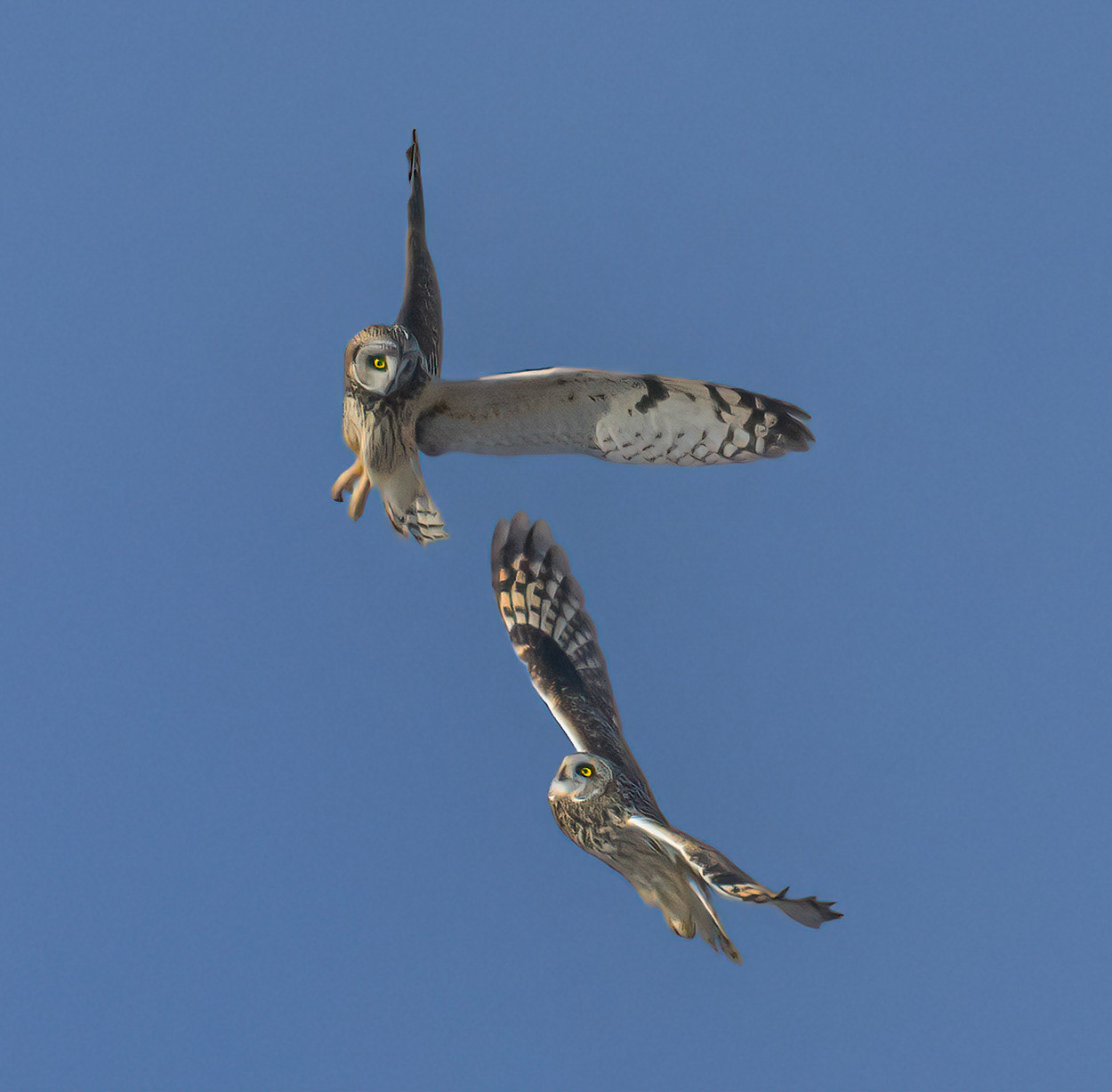 Short-eared Owls