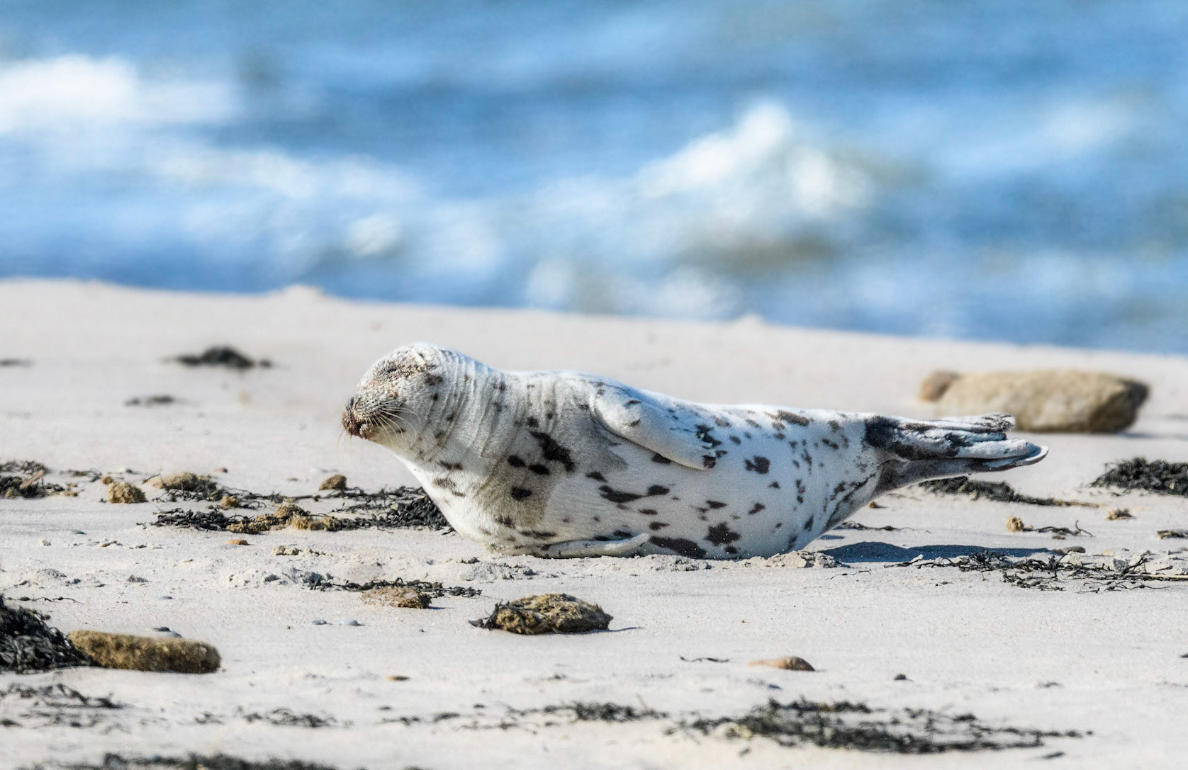 Harbor Seal