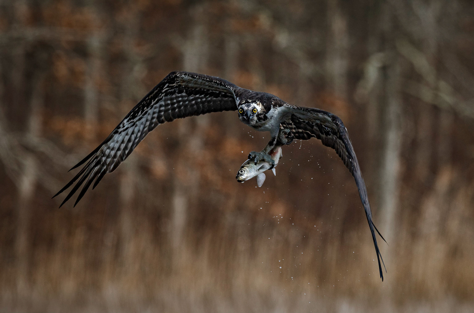 Osprey