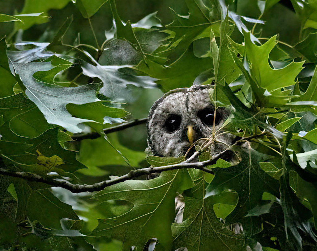 Barred Owl