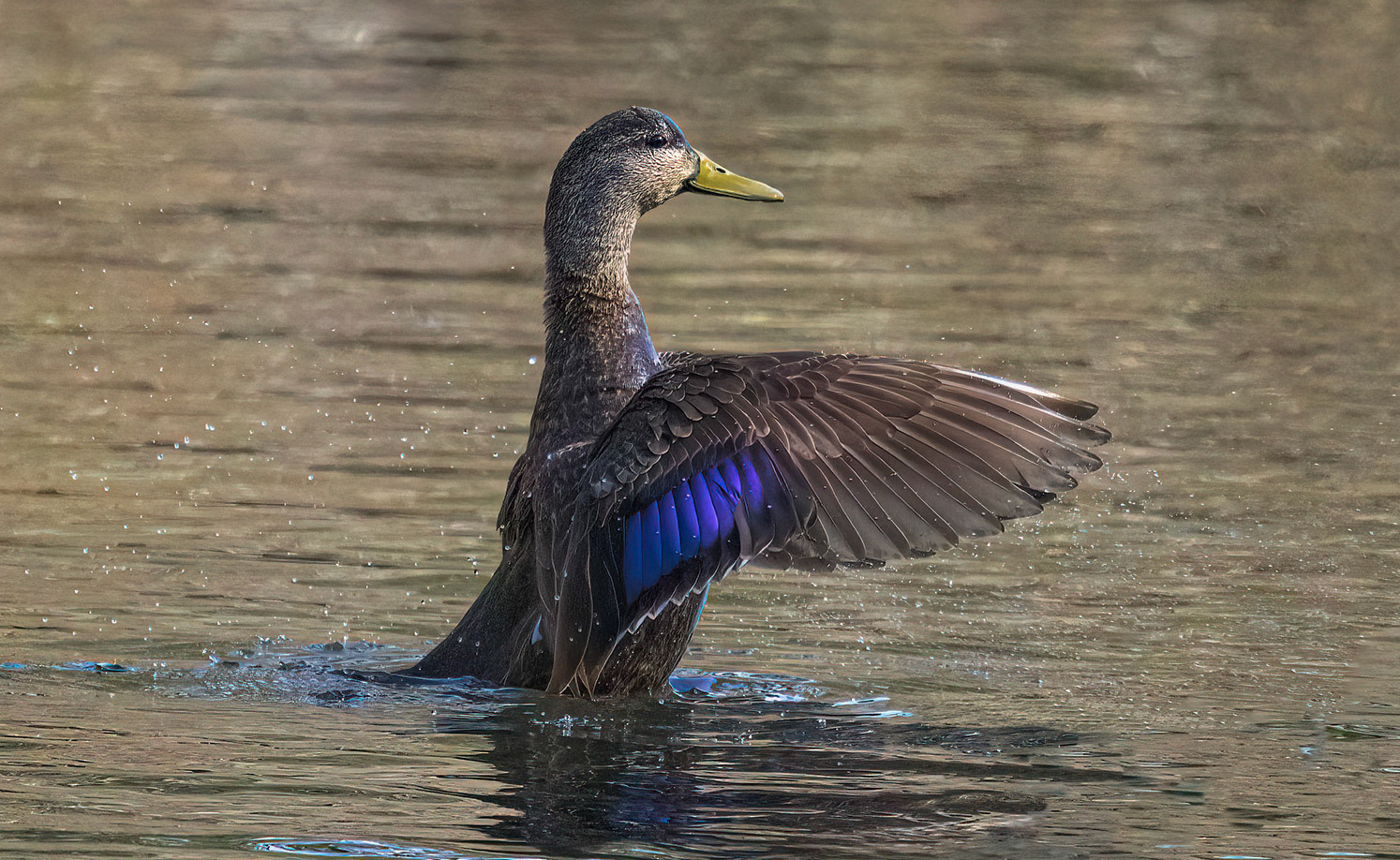 American Black Duck