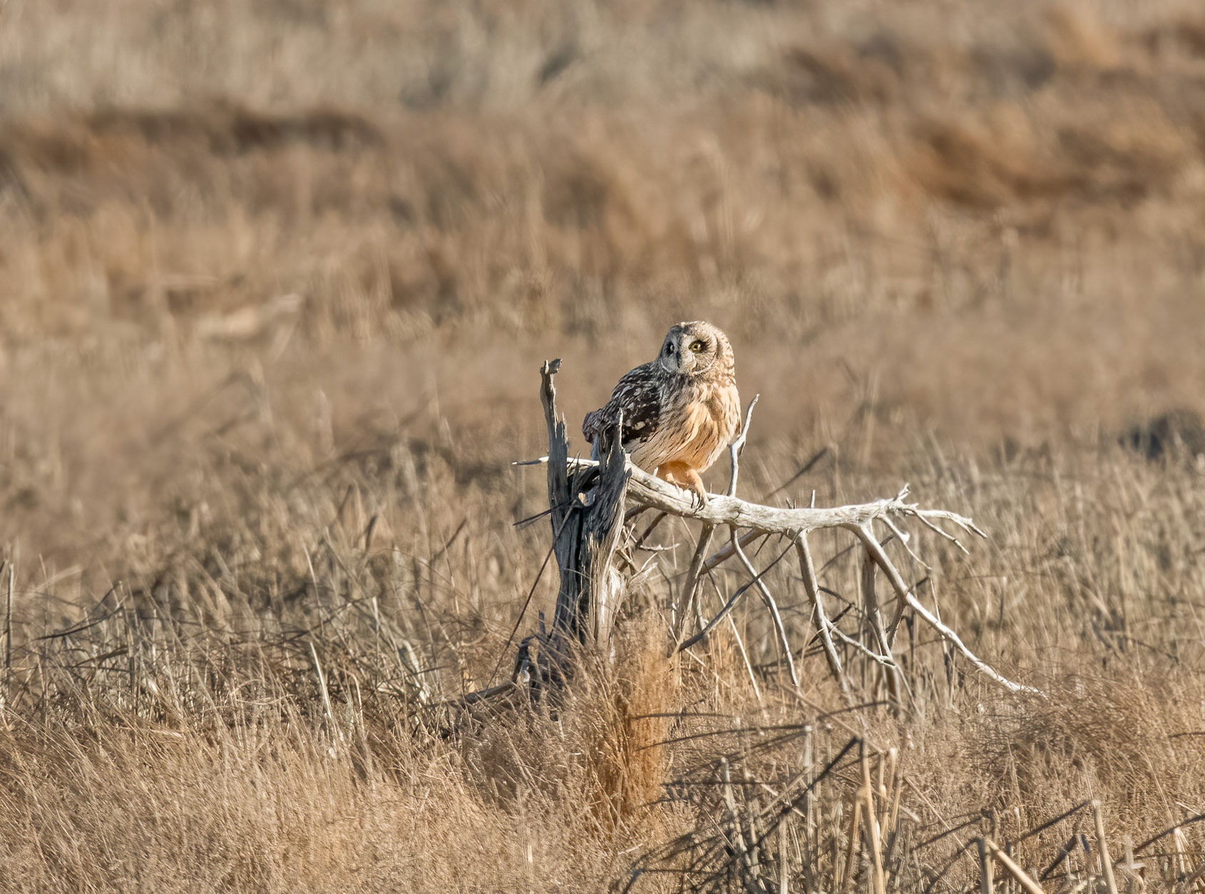 Short-eared Owl