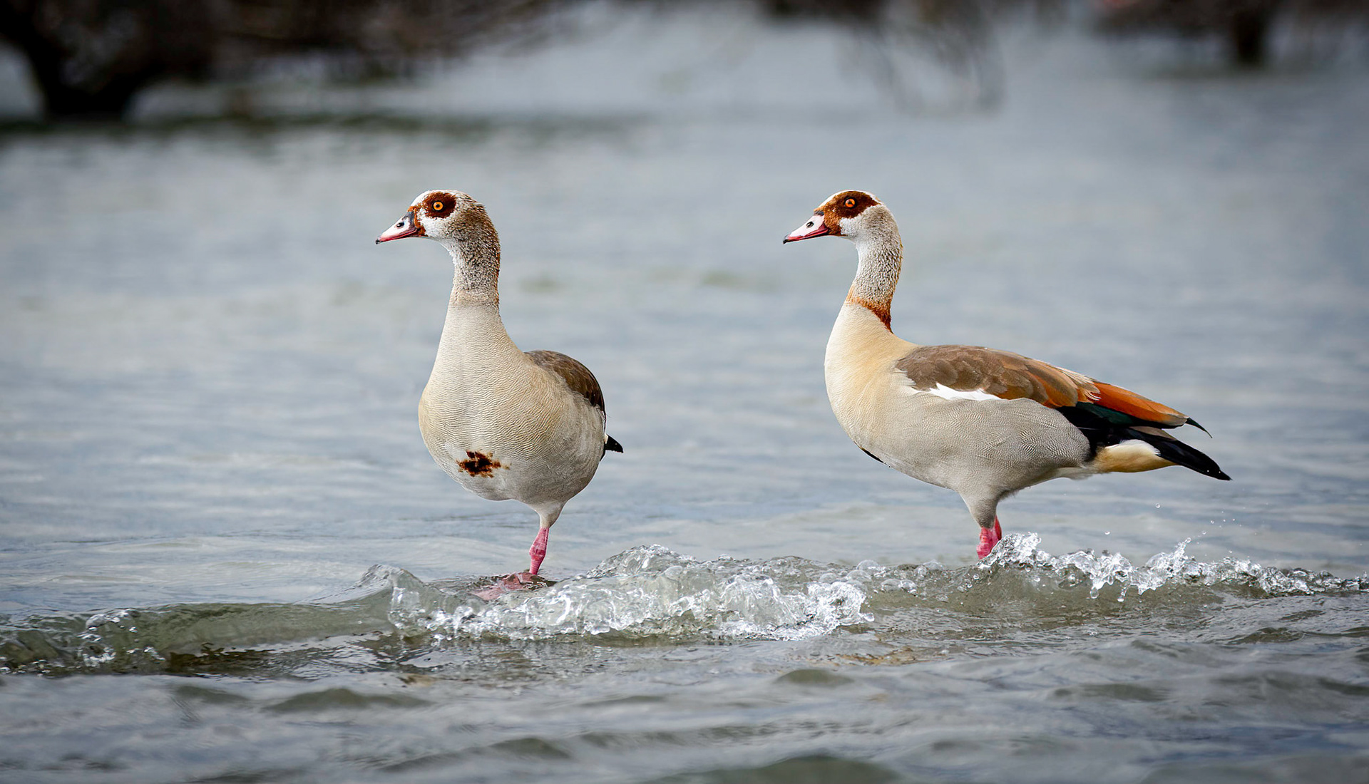 Egyptian Geese